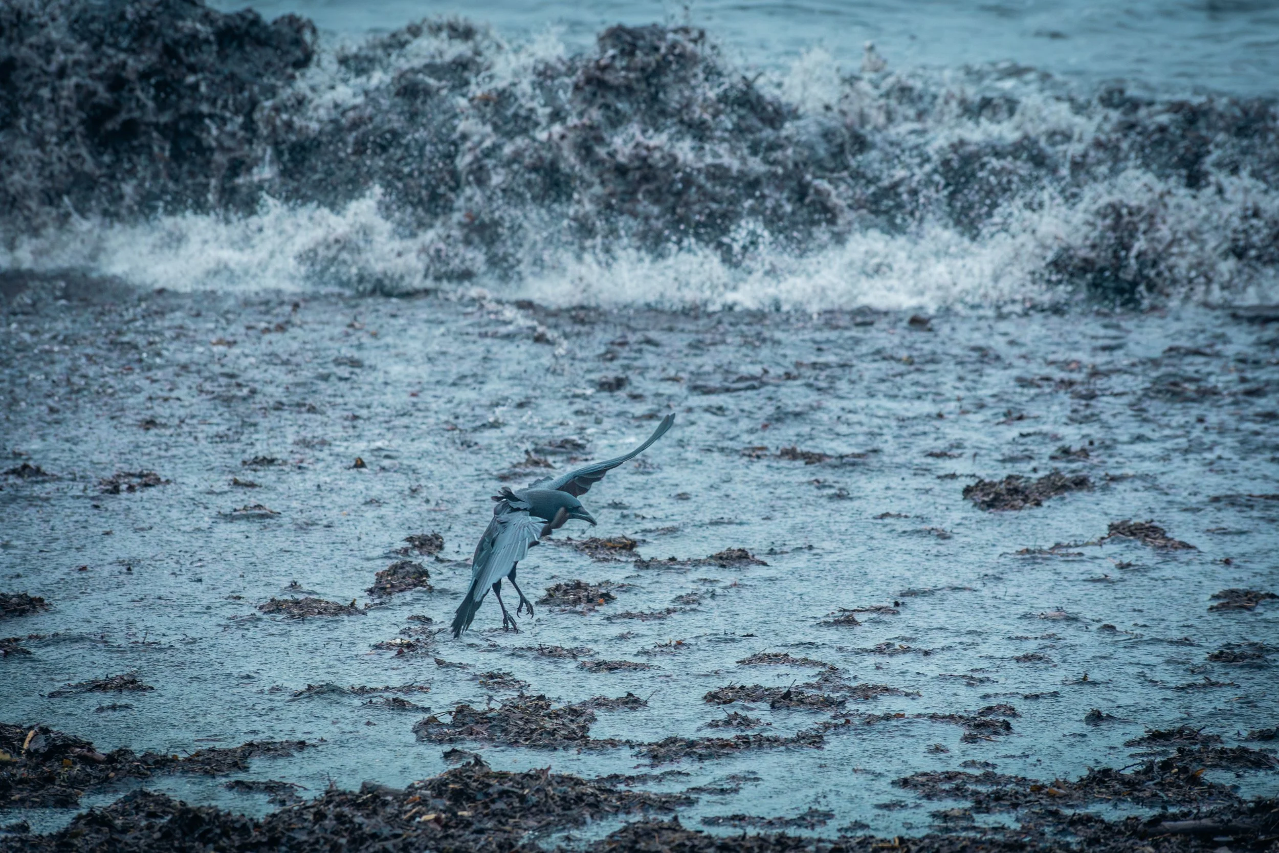 Creatures Crow Landing-5438.jpg