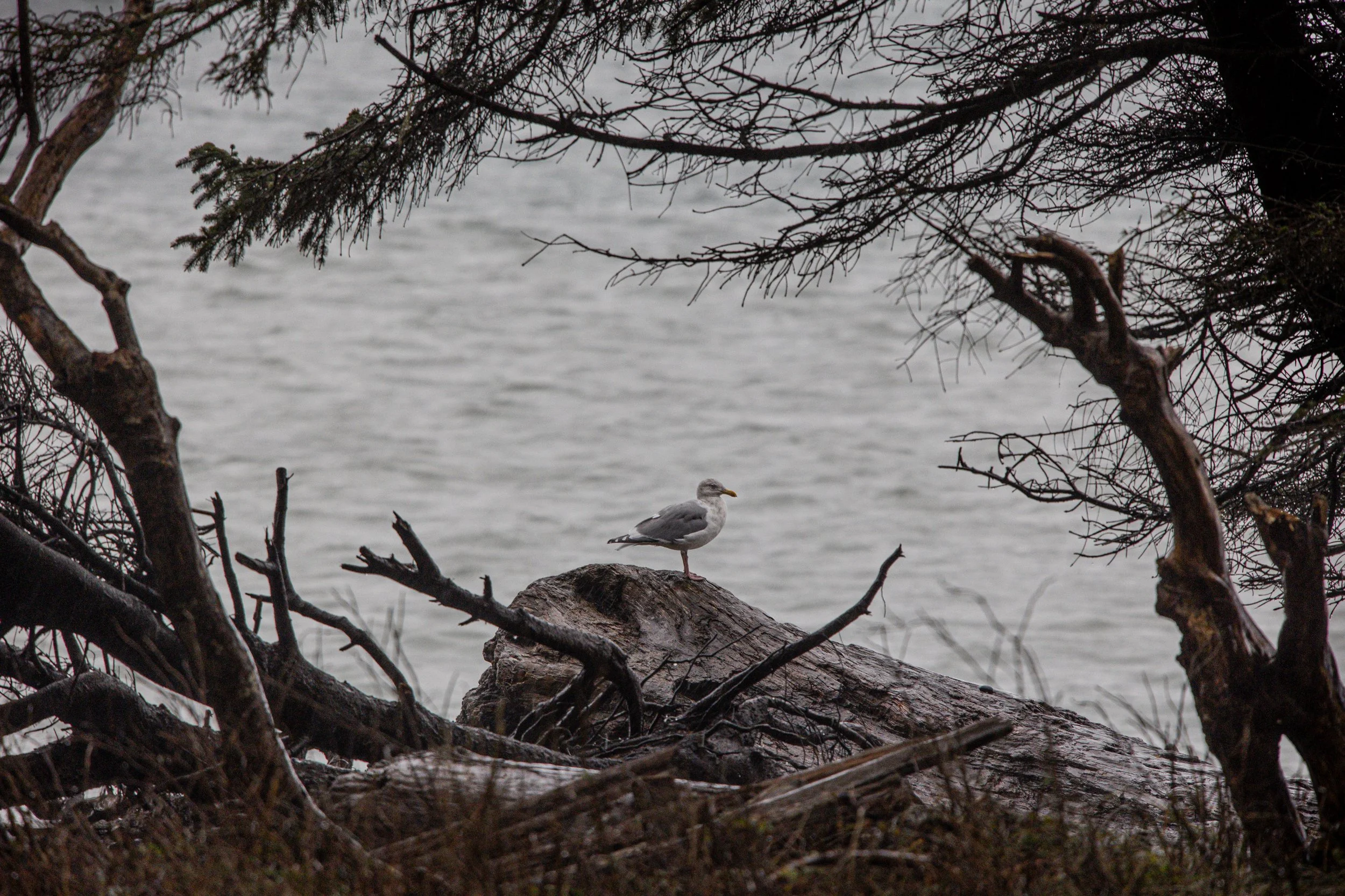 Creatures - Seagull framed by nature-4762.jpg