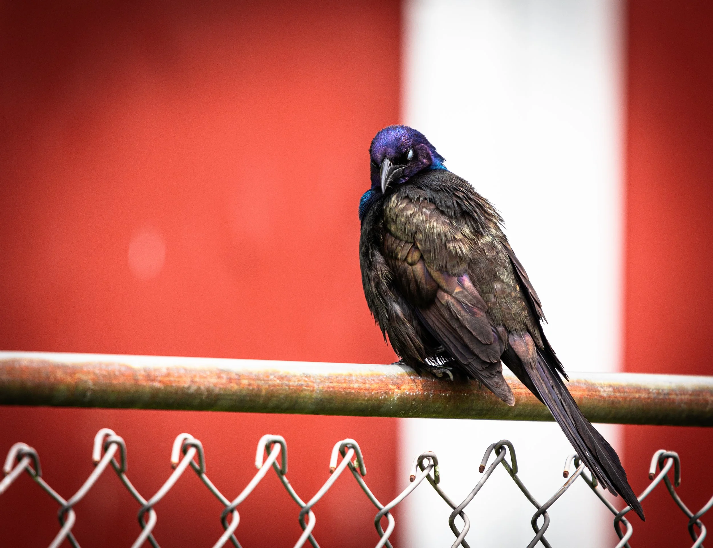 !* BIrds Words Blink.JPG