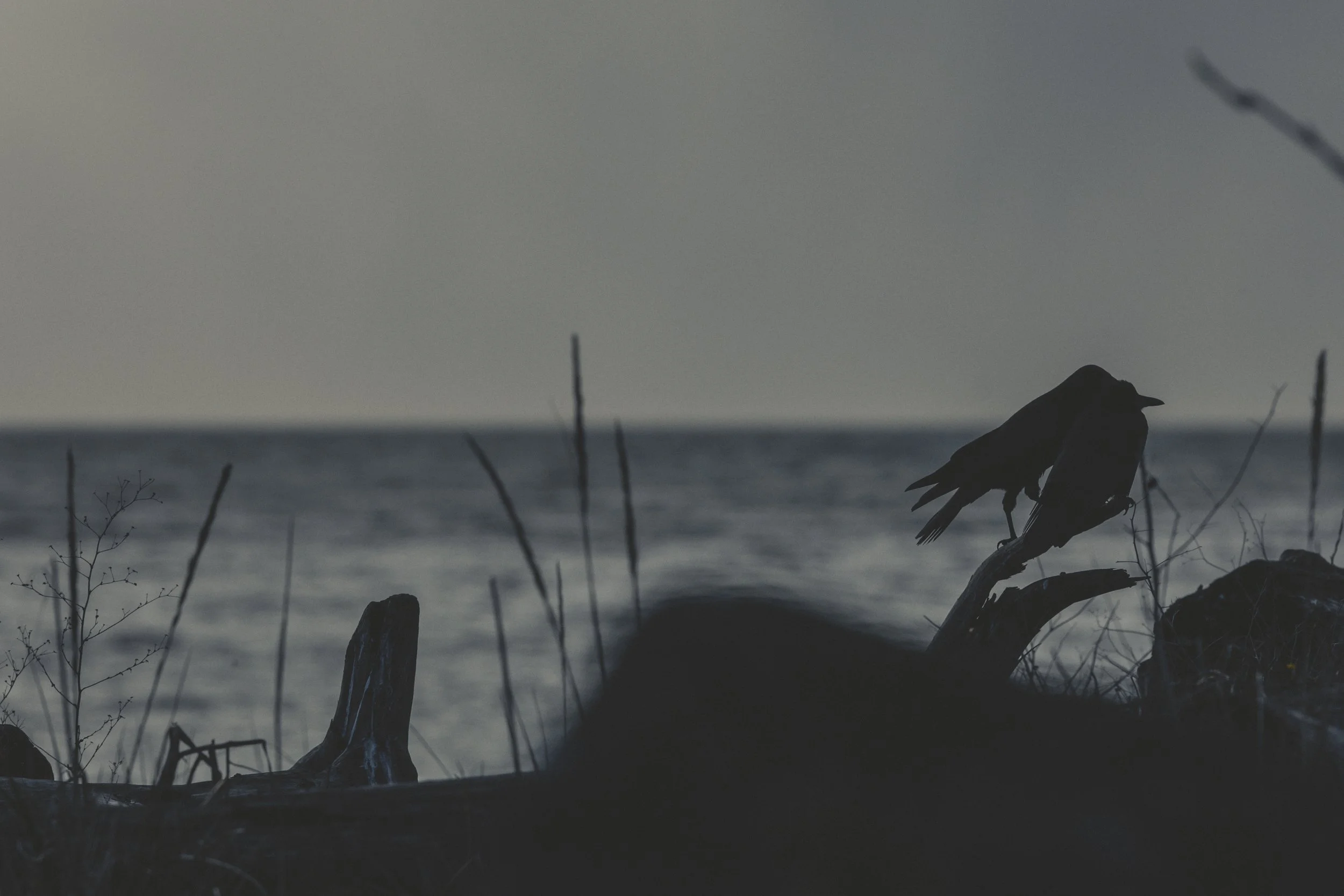 WiffnSpit Crow Silhouette-4625.jpg