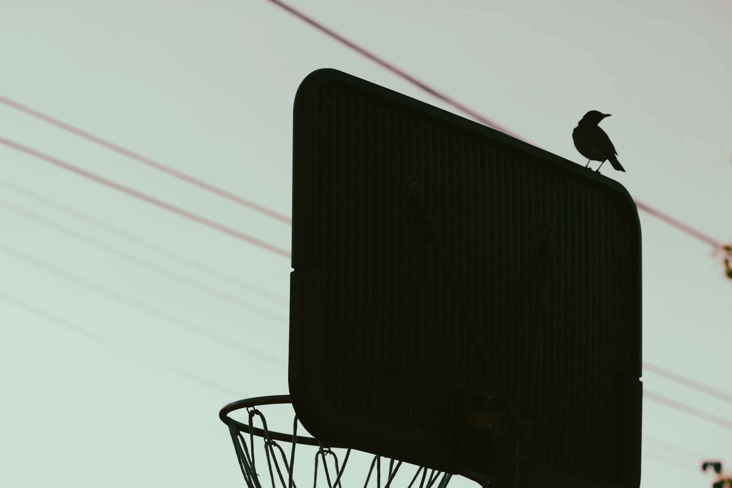 !* BIRD WORDS Basketball Bird Silhouette.JPG