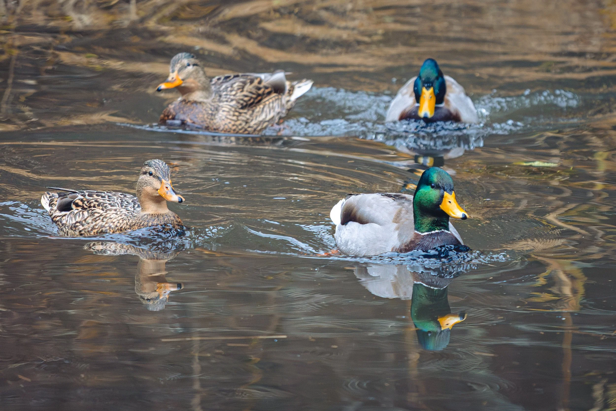 Mallards and their ladies-3895.jpg