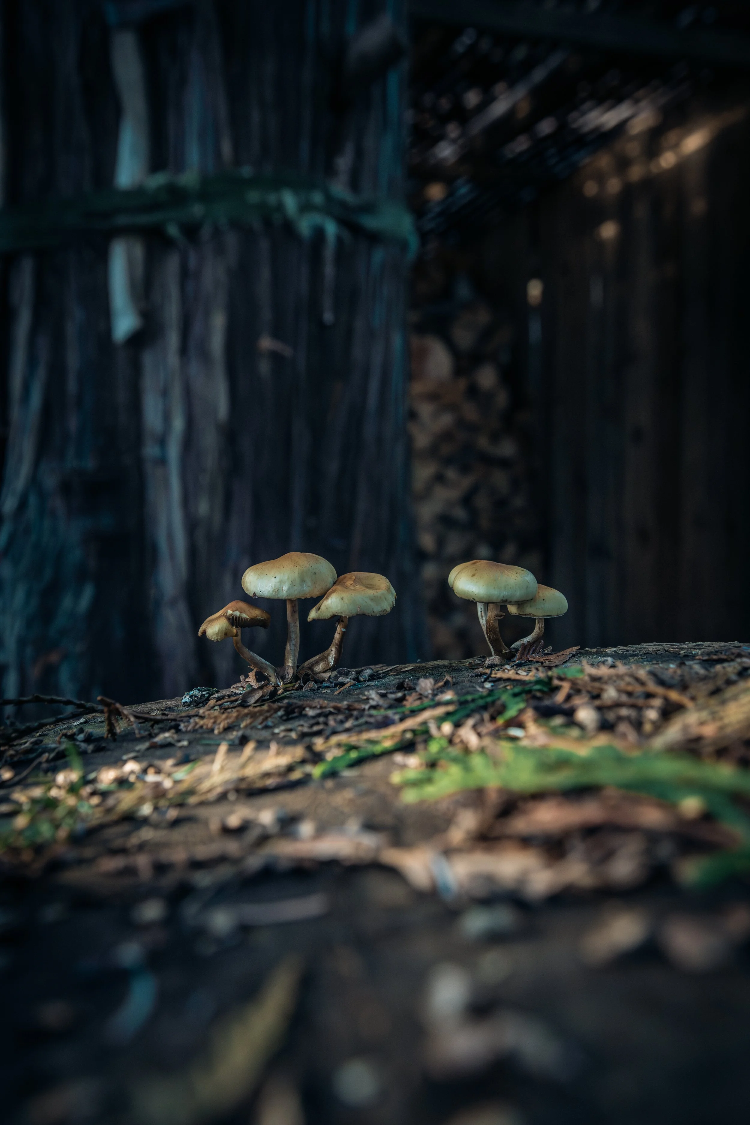 Martindale Mushrooms on a stump 3-6525.jpg