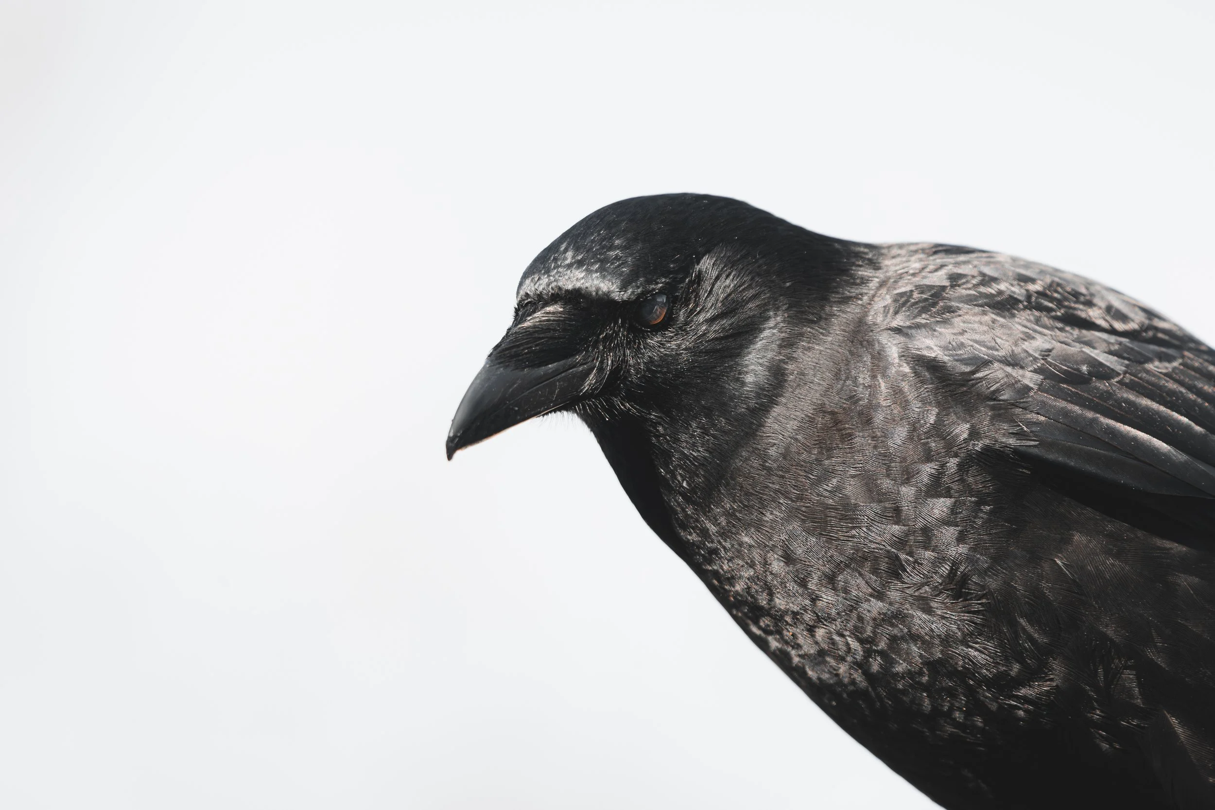 Crow on street 4 !*-0597.jpg