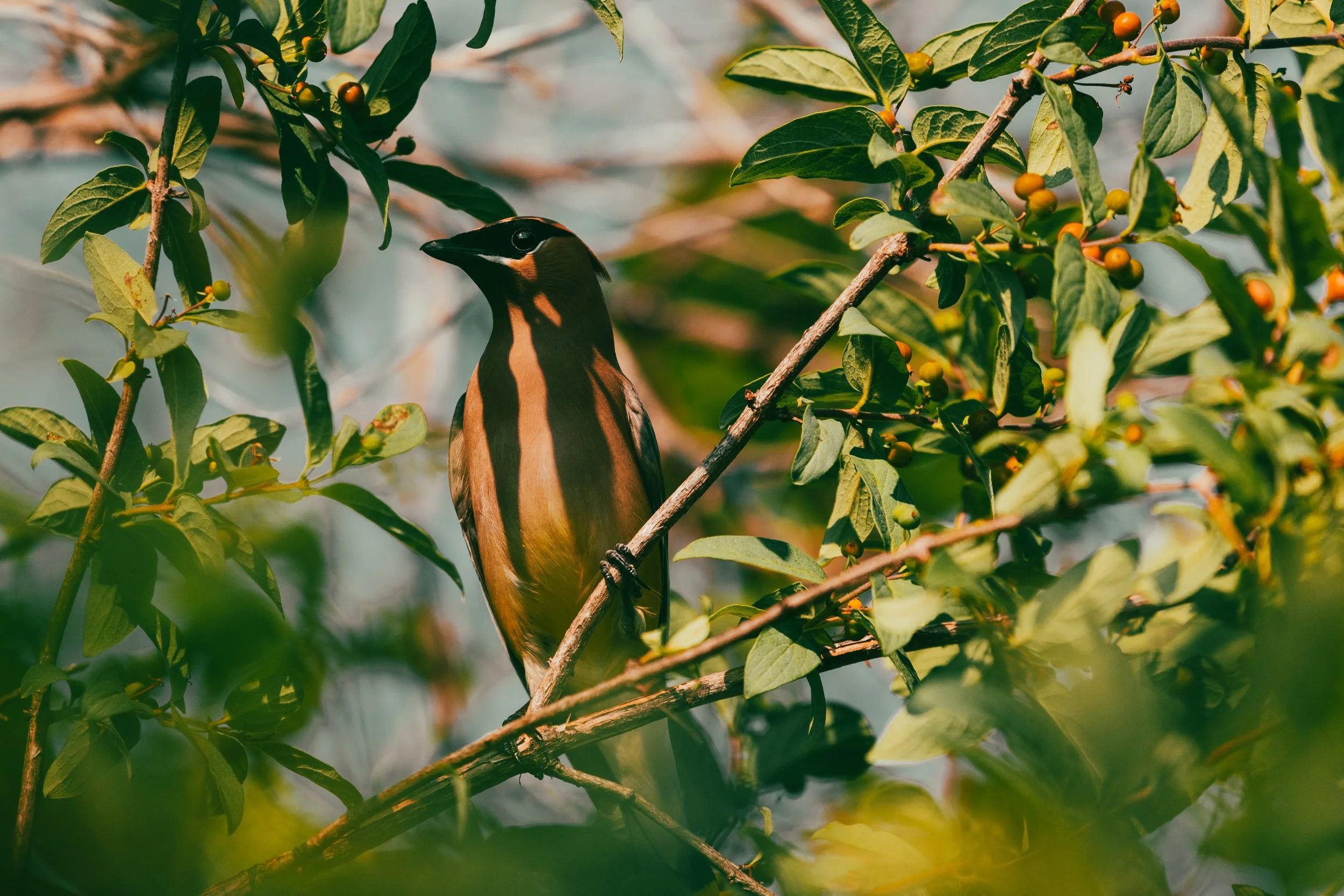 A!* BIRDS WORDS Shadows on Beauty BirdJPG.JPG