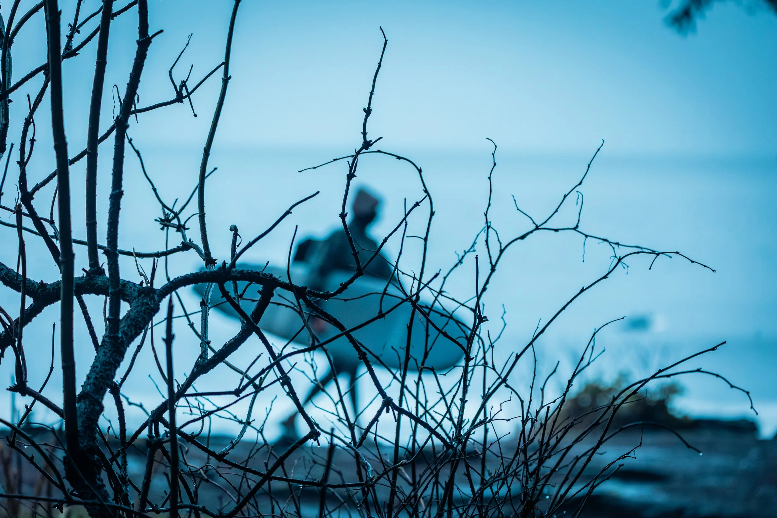Surfer through the Branches-5935.jpg