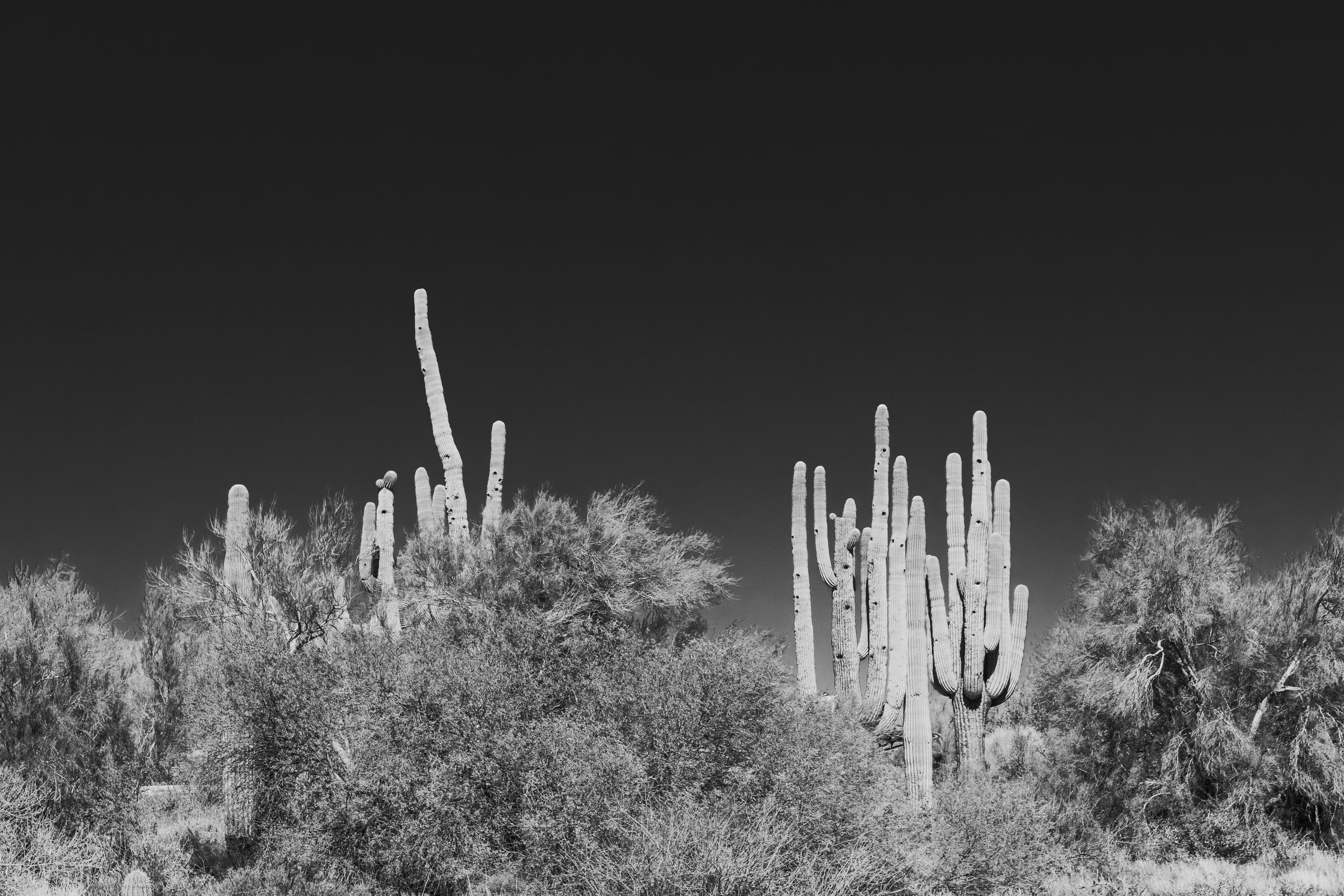 BW landscape Arizona-.jpg