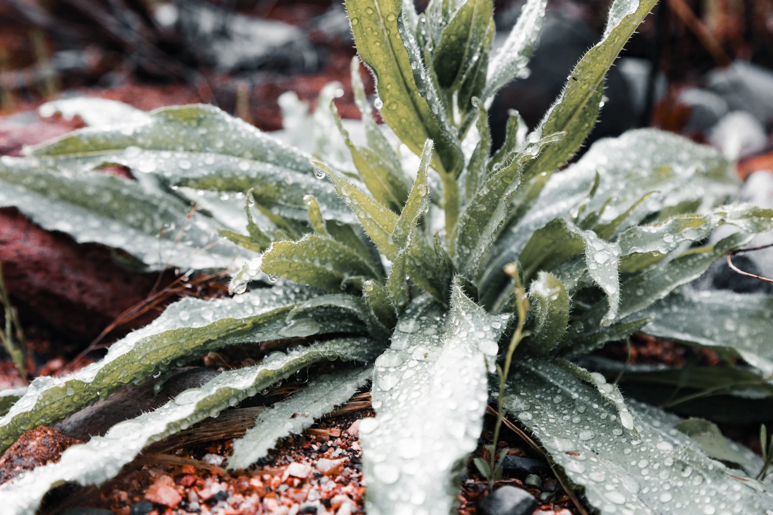 Postcard 115-5481.jpg