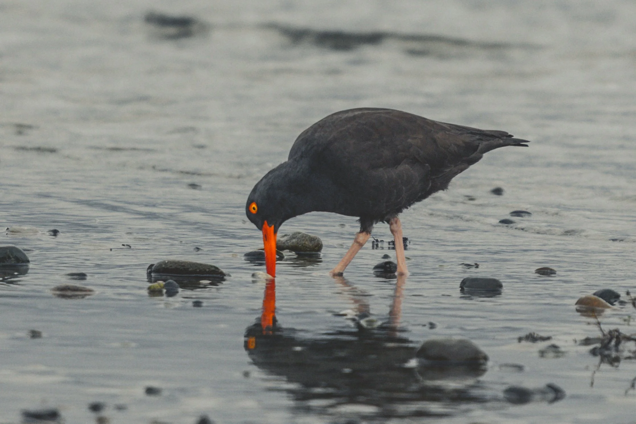 Oyster bird 3-0743.jpg