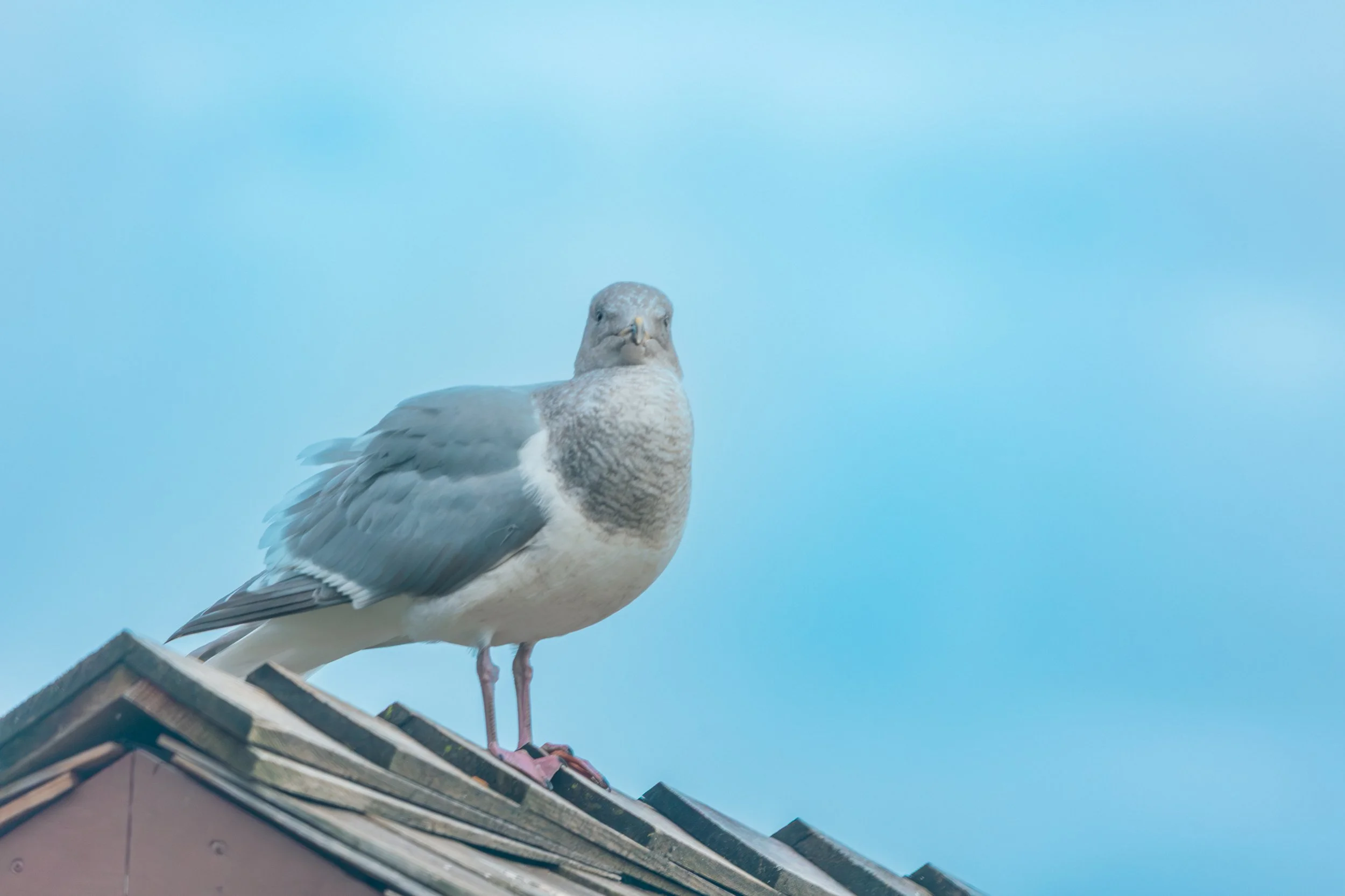 Seagull on peak-0691.jpg