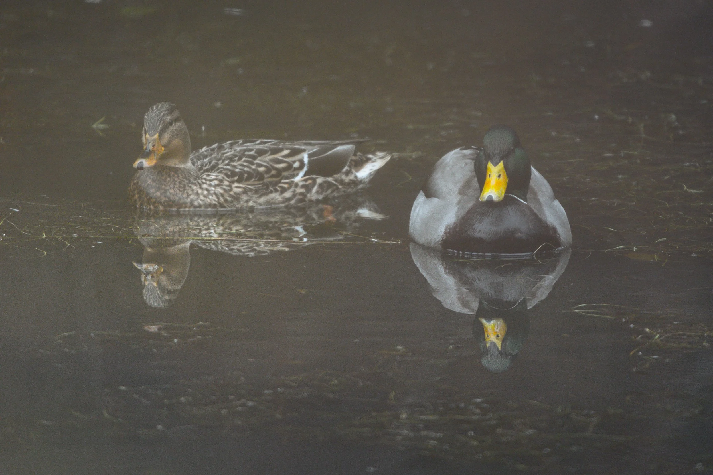 !* Mallard Reflection 3-3905.jpg