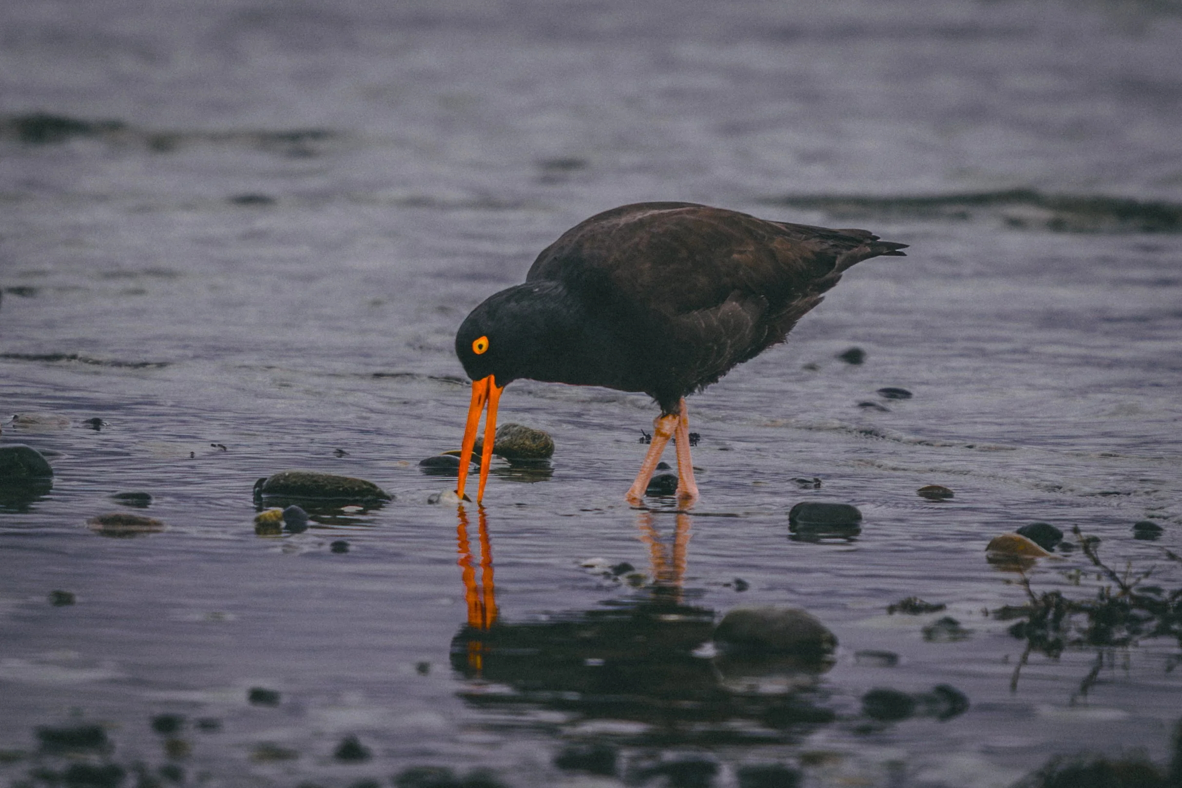 Oyster bird 4-0744.jpg