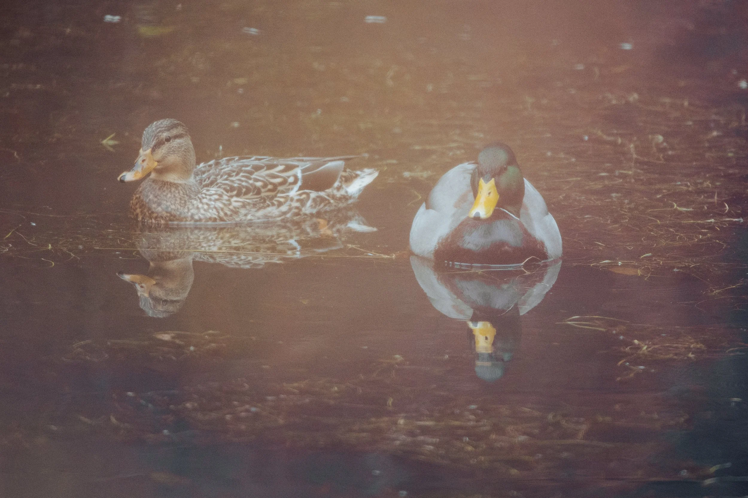 !* Mallard in the sun-3900.jpg