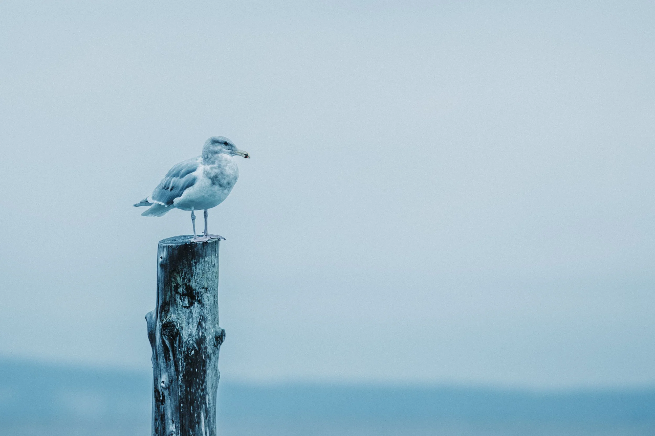 Seagull perched-3938.jpg
