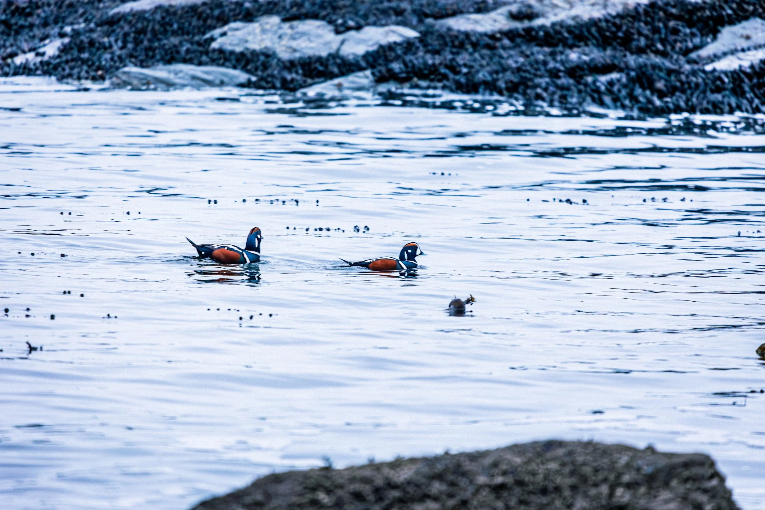 BOtany Bay Beauty Birds-6048.jpg