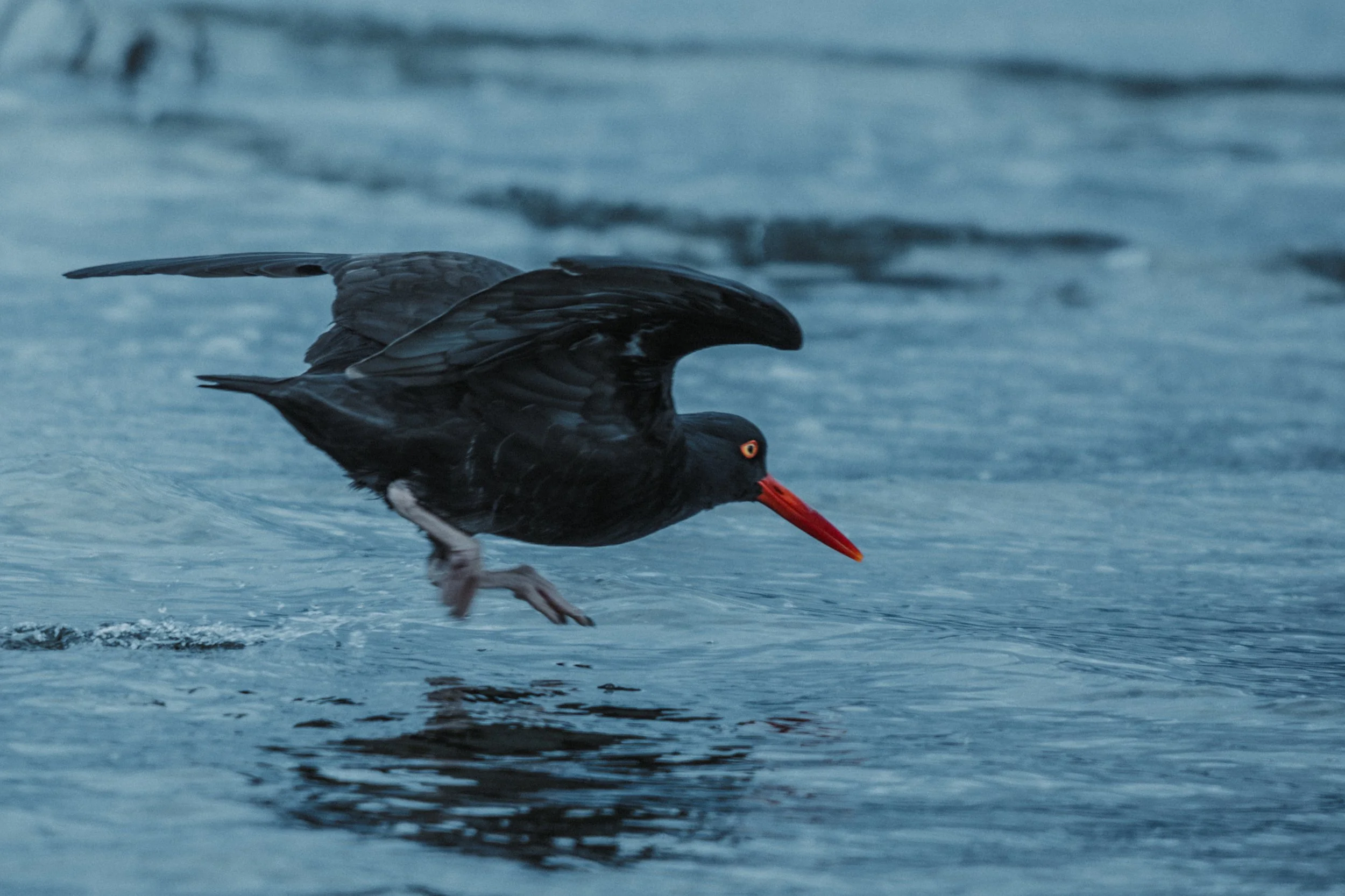 Oyster bird 7-0758.jpg