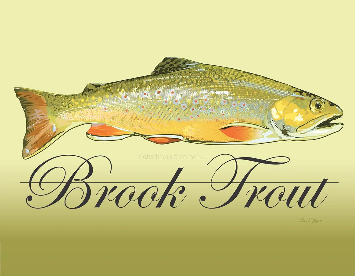 Brook Trout lores copy.jpg