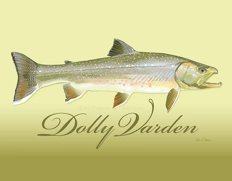 Dolly Varden lores copy.jpg