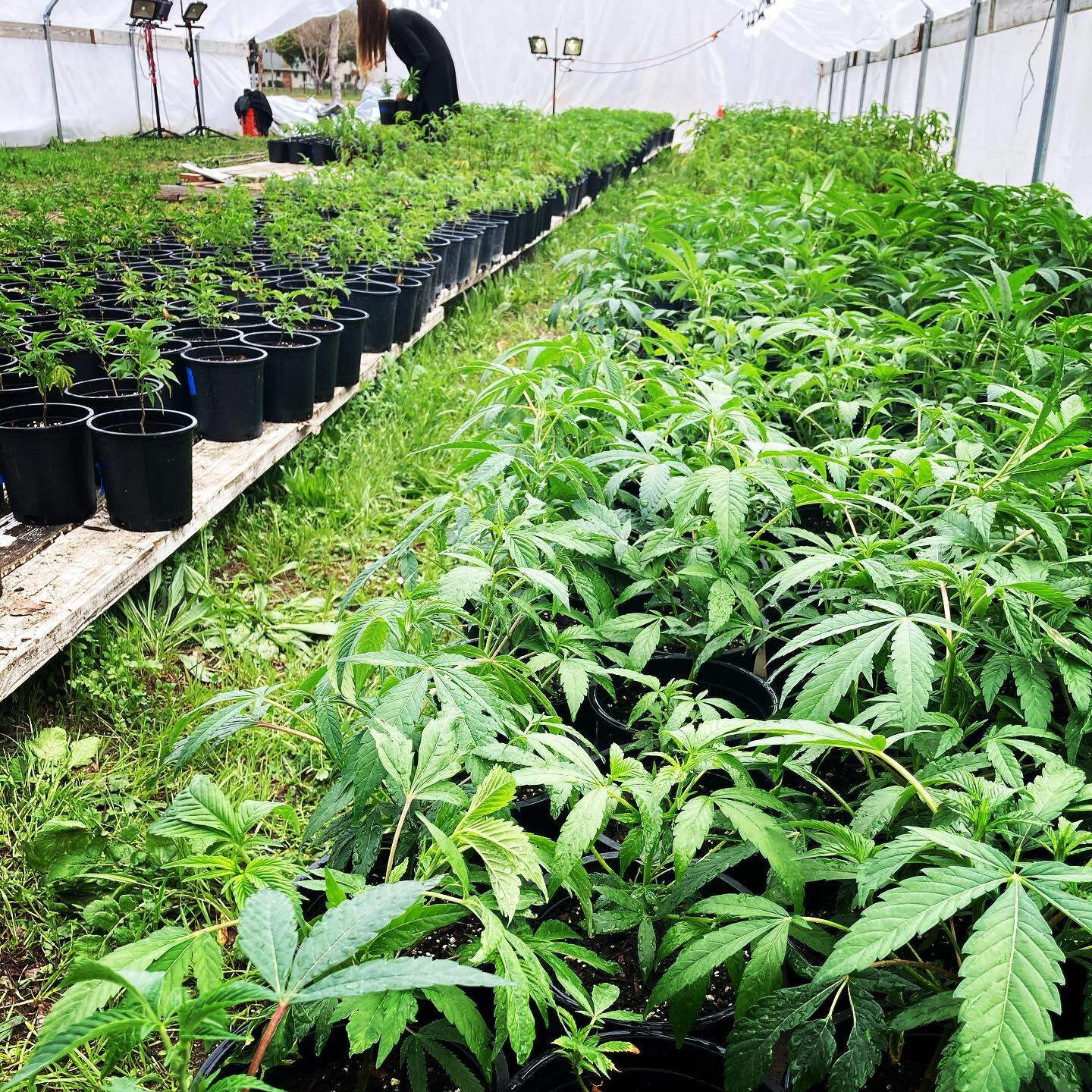 It&rsquo;s always green on the farm. 
Happy St Patrick&rsquo;s Day! 

#stpatricksday #cannabis #farm #outdoor #marijuana #cultivation #420 #2021season #grow