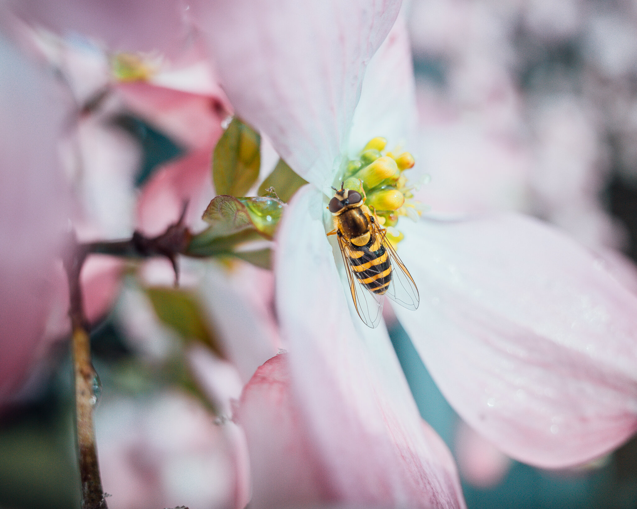 HoverflyPrint_Matte8x10-preview.jpg