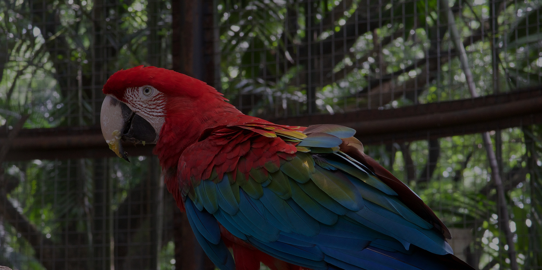 Fine Feathered Friends Foundation- Los Angeles County Bird Adoption and ...