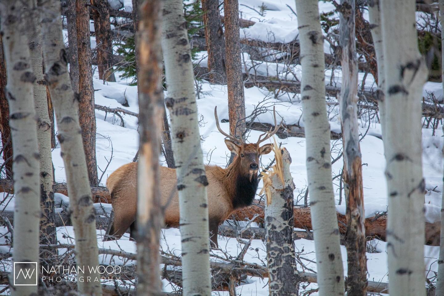 Oh hello there! Sometimes, the elk do a really good job of camouflaging with fallen trees in the forest and it takes a trained eye to be able to spot them. In this instance, I was driving by and thought I saw some movement out of the corner of my eye