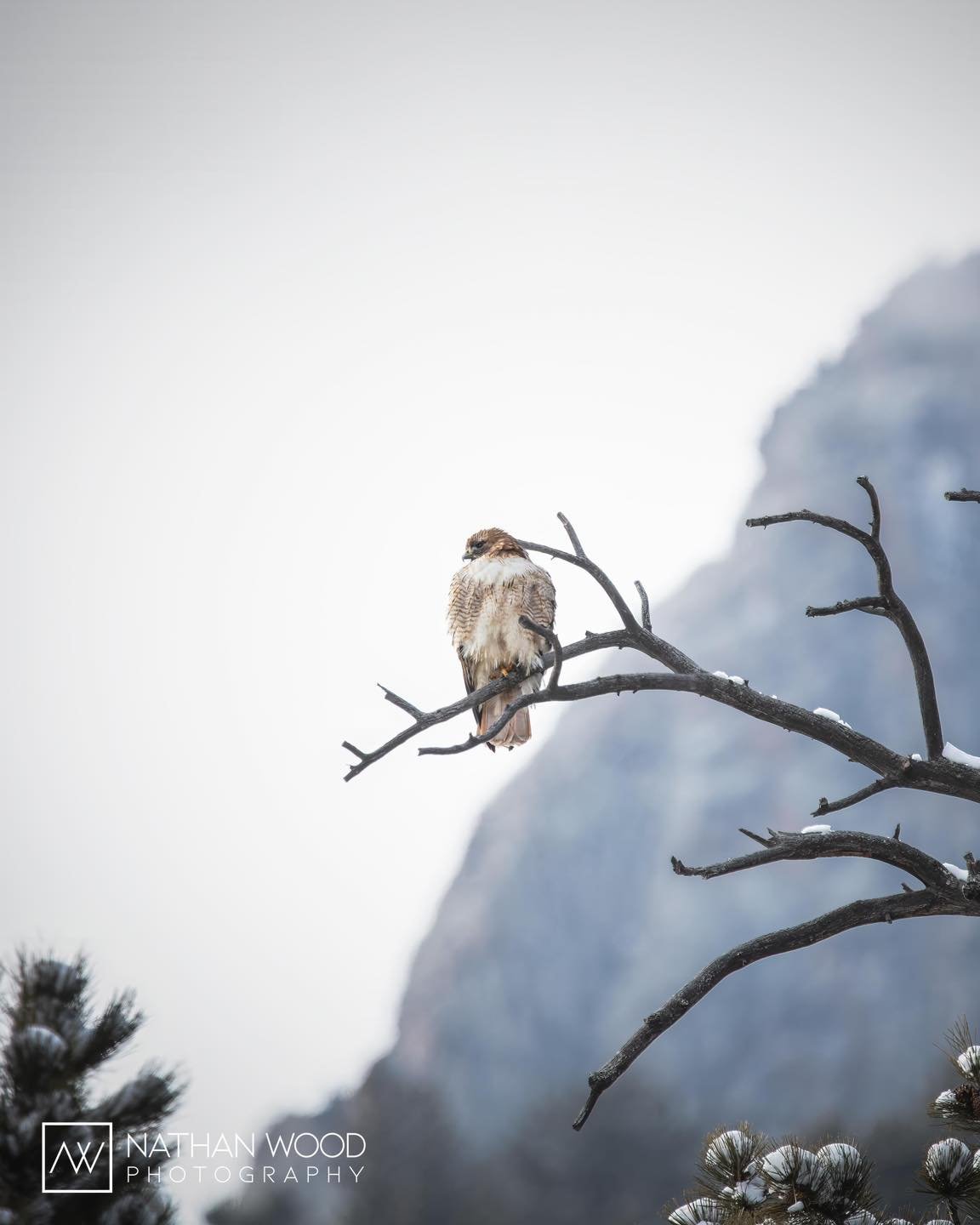 I&rsquo;m always keeping my eyes peeled for wildlife as I drive through the park. In this instance, I found a beautiful hawk perched on a branch near the road. I quickly pulled over and set up my shot, getting the mountainside in the background. Than