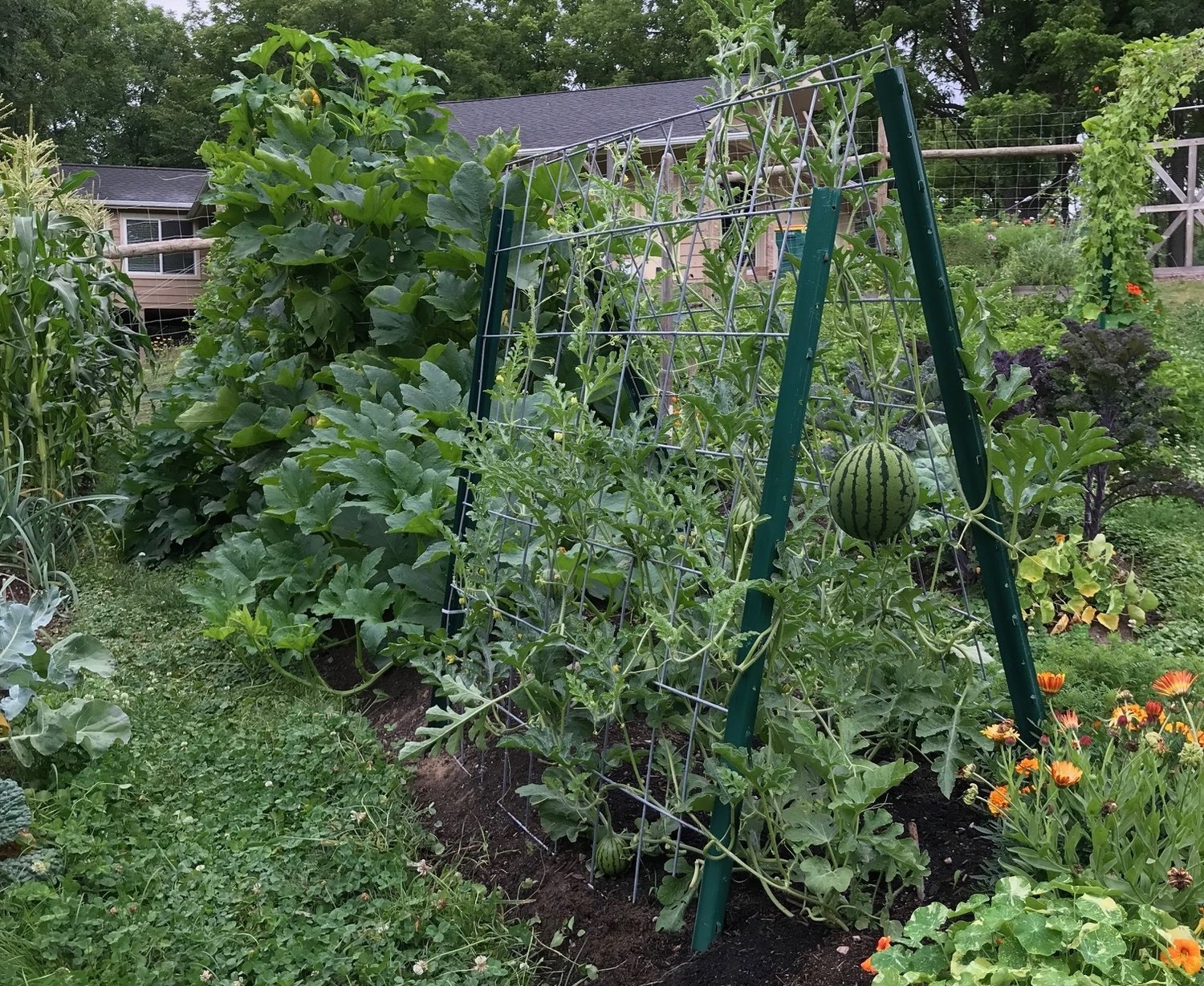 Growing Up: Trellises as Functional Art