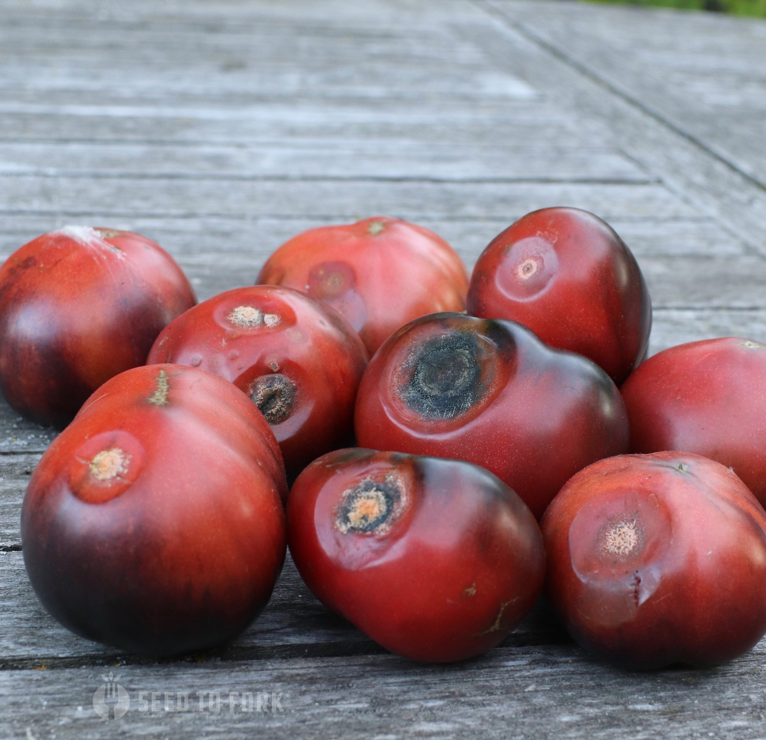 Anthracnose: The Tomato Disease You Hope To Never Meet