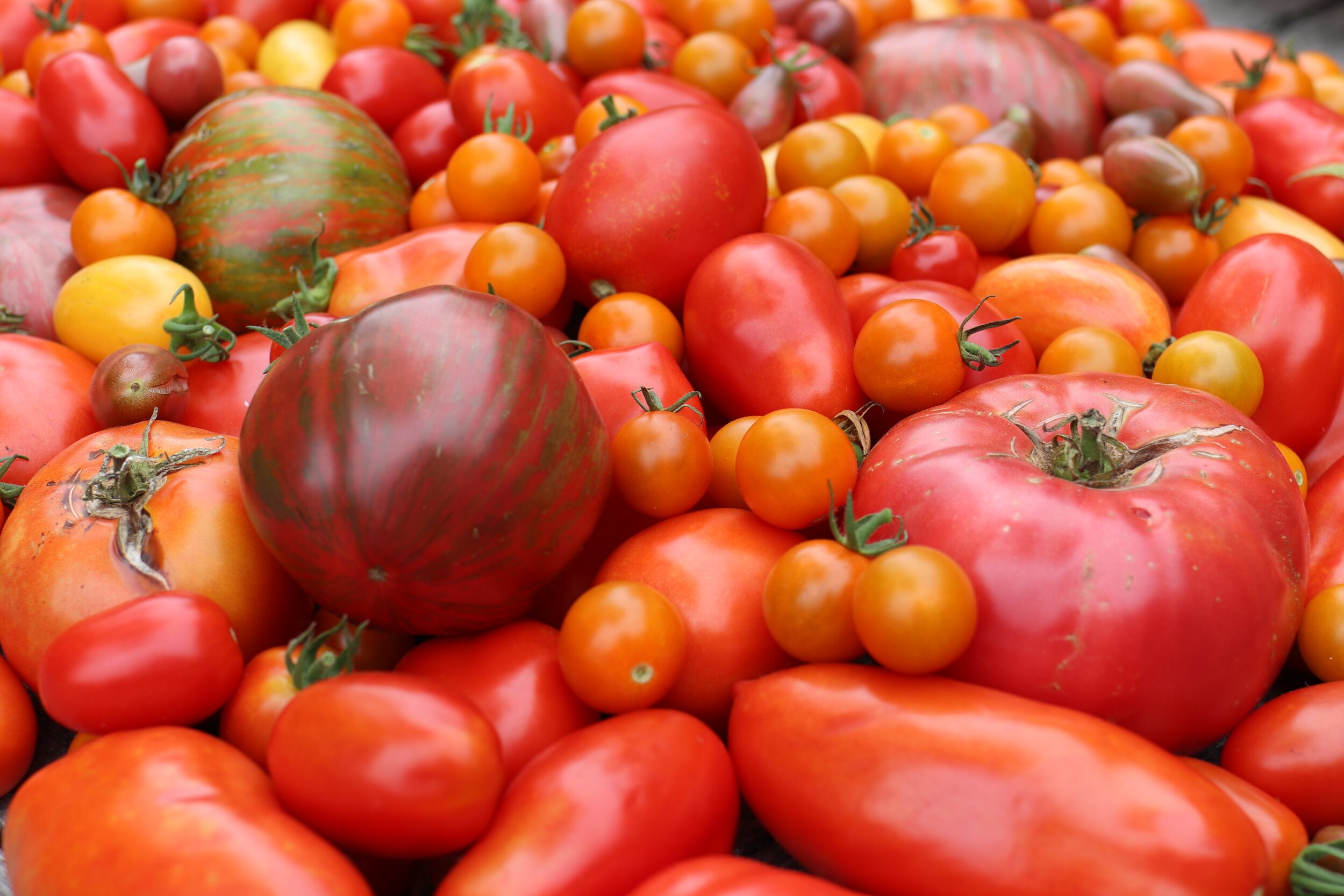 2020 Tomato Garden Review: How the Jewels of Summer Fared