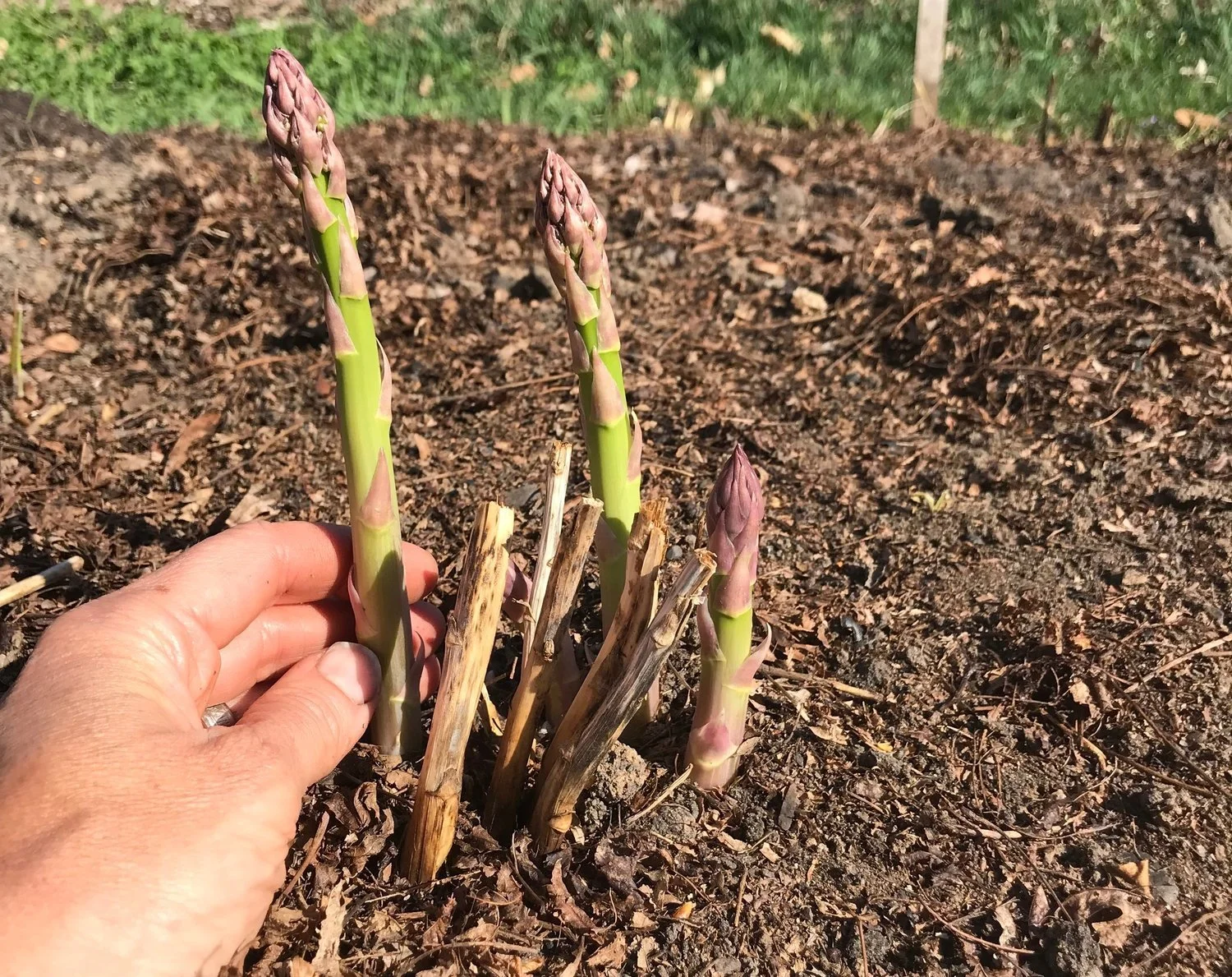 Growing Asparagus From Seed — Seed to Fork Meg Cowden