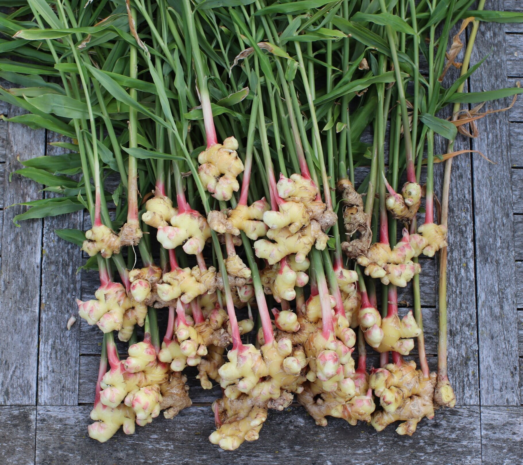 Growing Ginger in the North