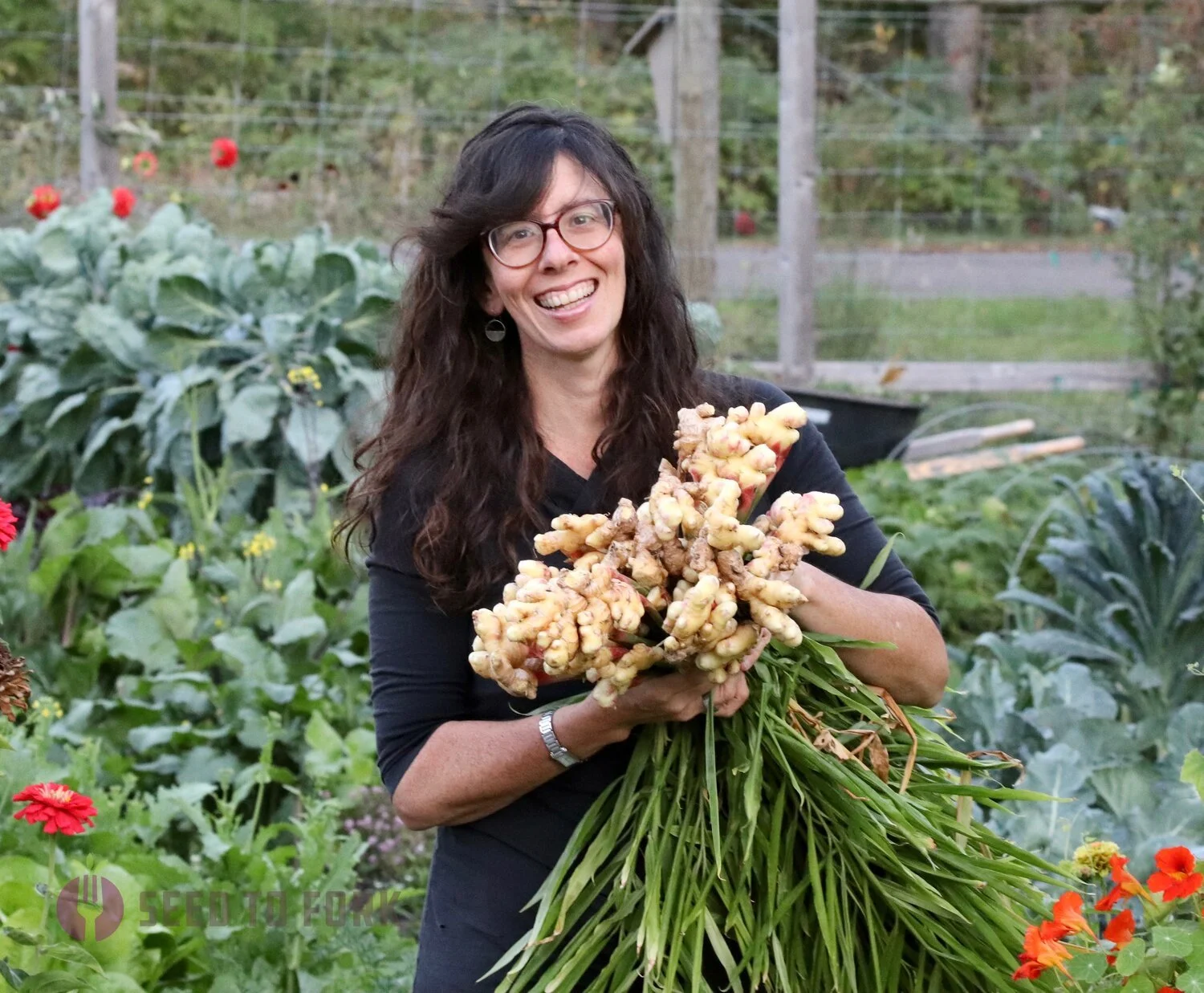 Growing Ginger in the North — Seed to Fork Meg Cowden