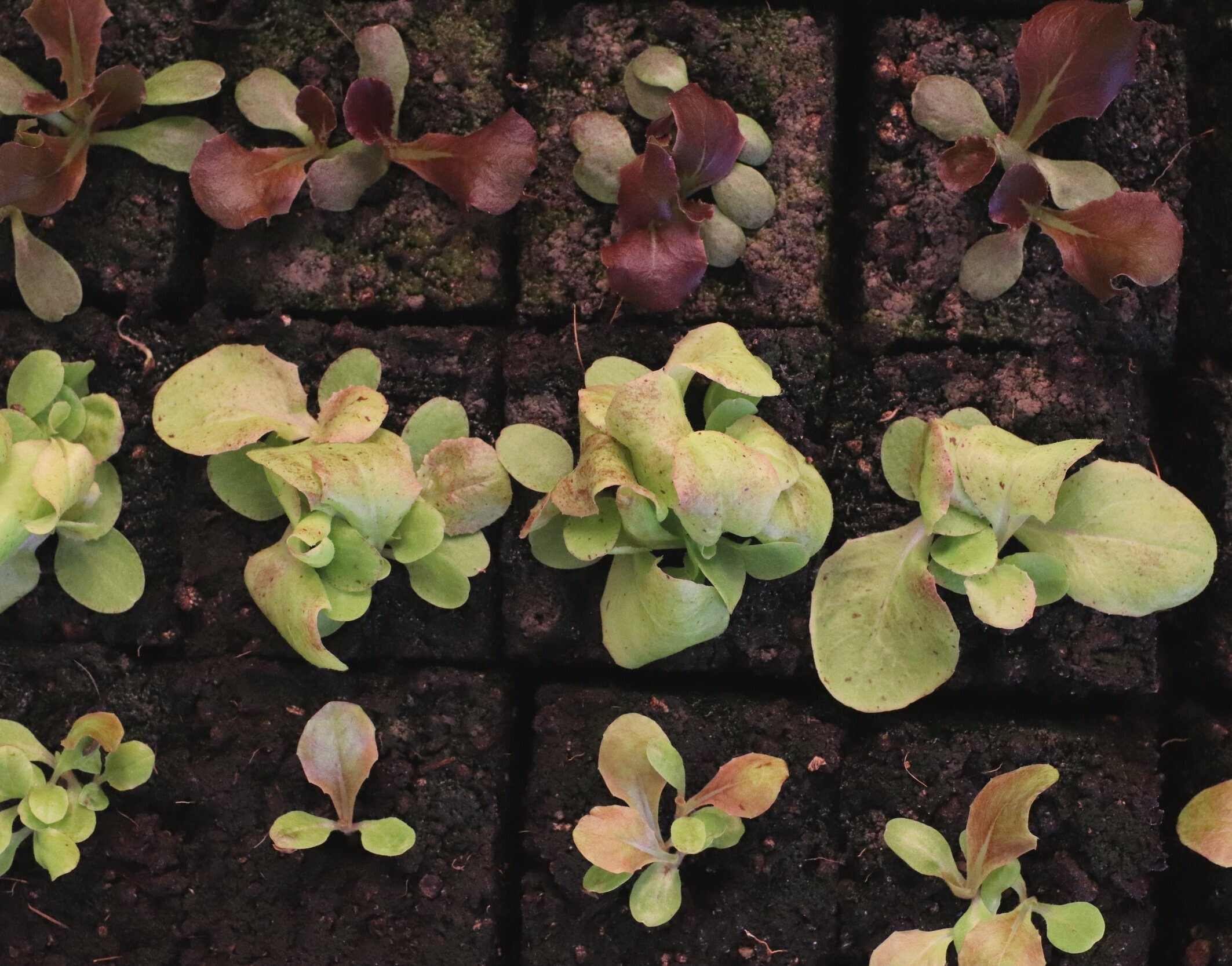 Coconut Coil Soil Blocks (peat-free)