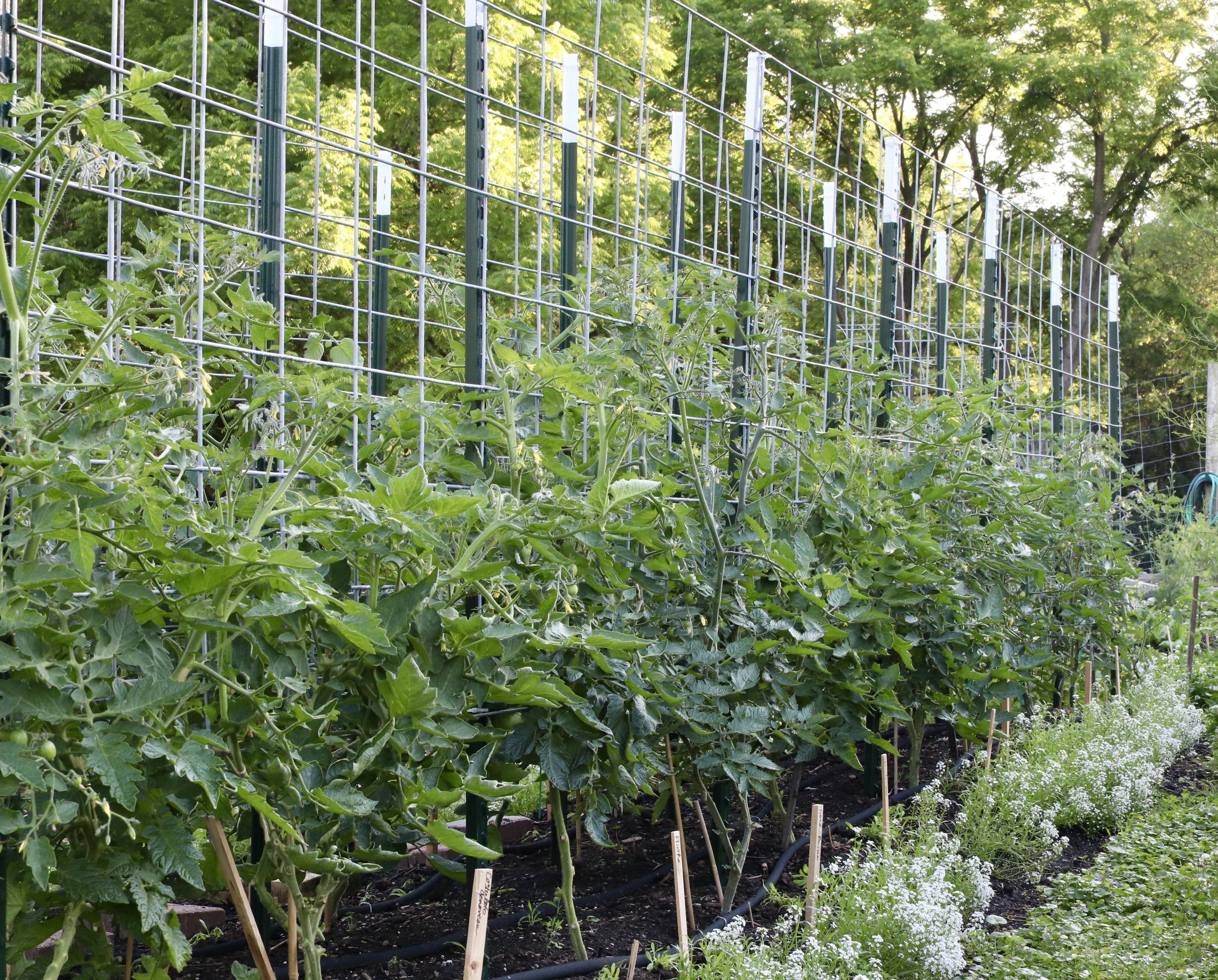 Tomato Trellising: A Summer to Experiment