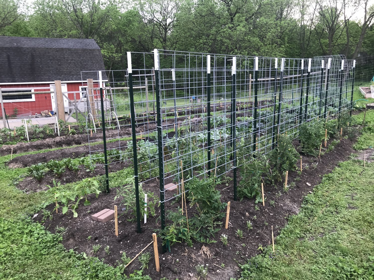 Tomato Trellising: A Summer to Experiment — Seed to Fork - Meg Cowden