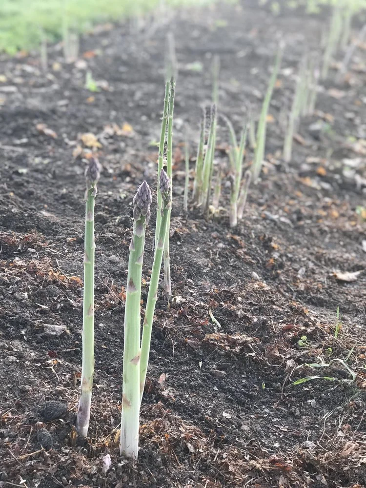 Growing Asparagus From Seed — Seed to Fork Meg Cowden