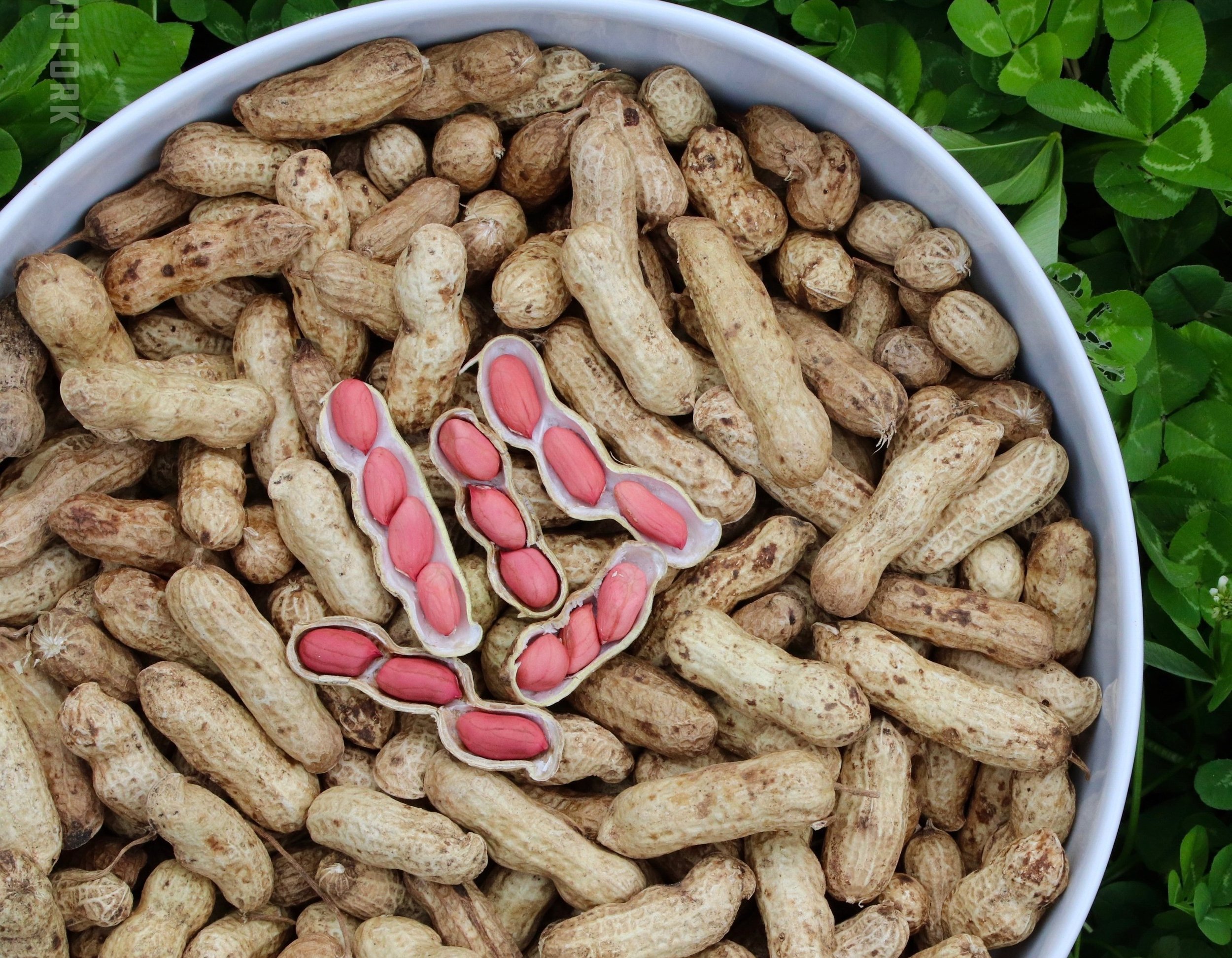 Growing Peanuts in the North