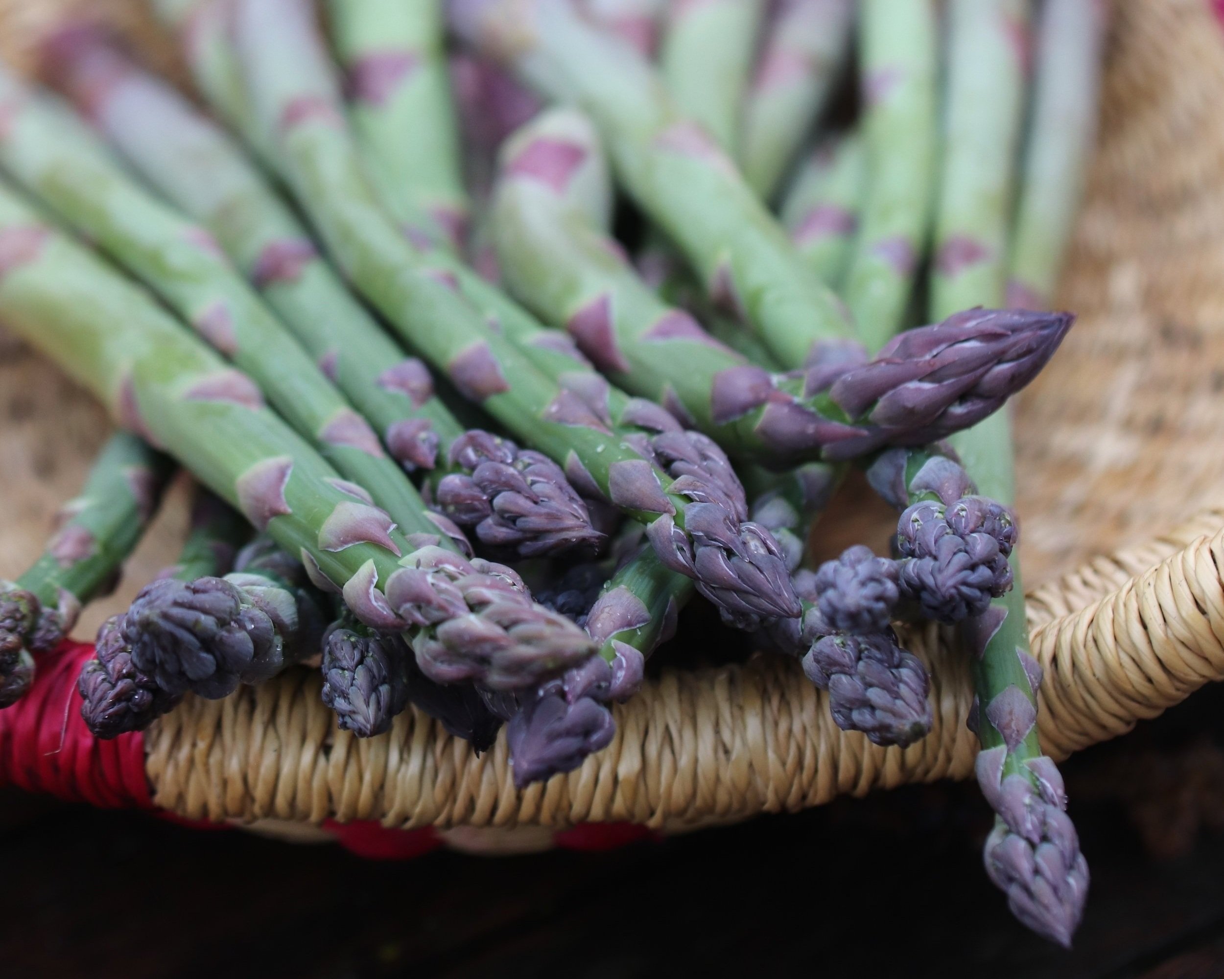 Growing Asparagus From Seed