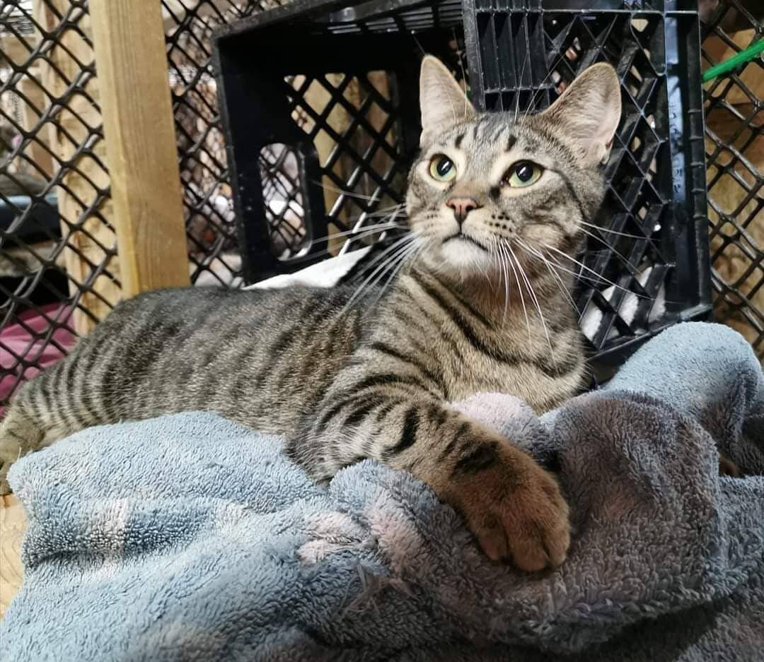 Introducing Glinda (DOB May 26, 2019). Glinda and her siblings came into PCON's care as scared/timid kittens with their Mama last summer.  They were found surviving under a deck in Port Dover. This sweet little girl is now ready for a home of her own