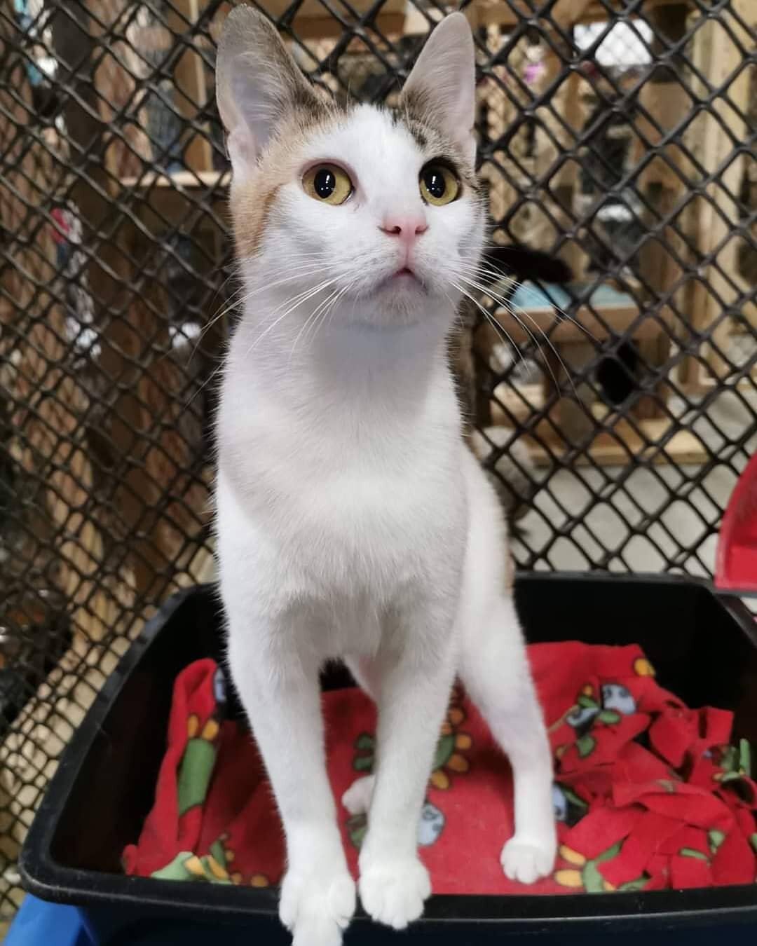 ADOPTED Talley (F) FIV+. DOB August 15, 2019
Beautiful Talley is another one of our wonderful FIV+ kitties who is looking for a home. She is a very friendly, laid back girl who gets along great with all the kitties in the FIV walkin Kennel. At PCON w