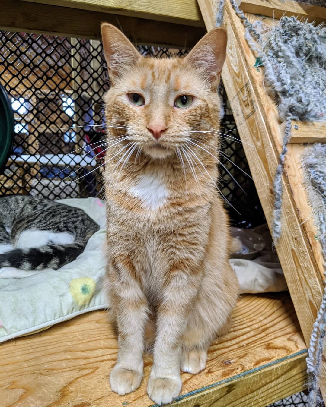 Cin 8 (M)
This sweet orange tabby was rescued from a colony just over a year ago.  He came to the shelter very scared, having likely lived outside and with little contact with humans his whole life.  With some patience he has slowly been coming aroun