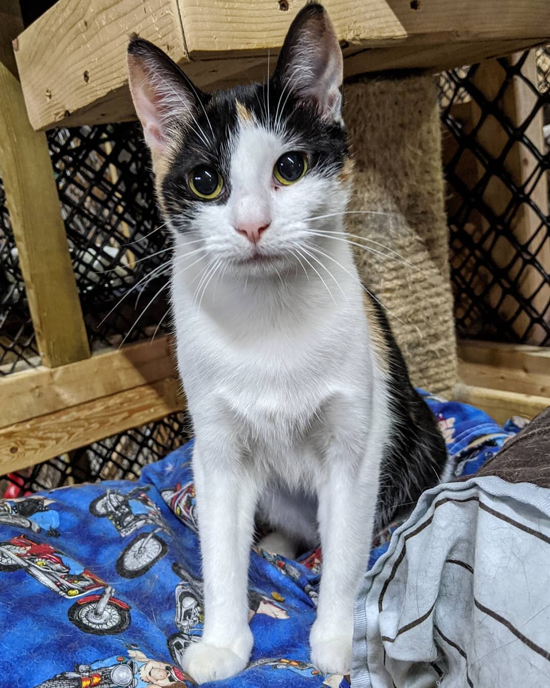 Shaw (F) FIV+. DOB August 15, 2019
Beautiful Shaw is another one of our wonderful FIV+ kitties who is looking for a home. She is a friendly, laid back girl who gets along great with other kitties. At PCON we believe every kitty deserves to find their