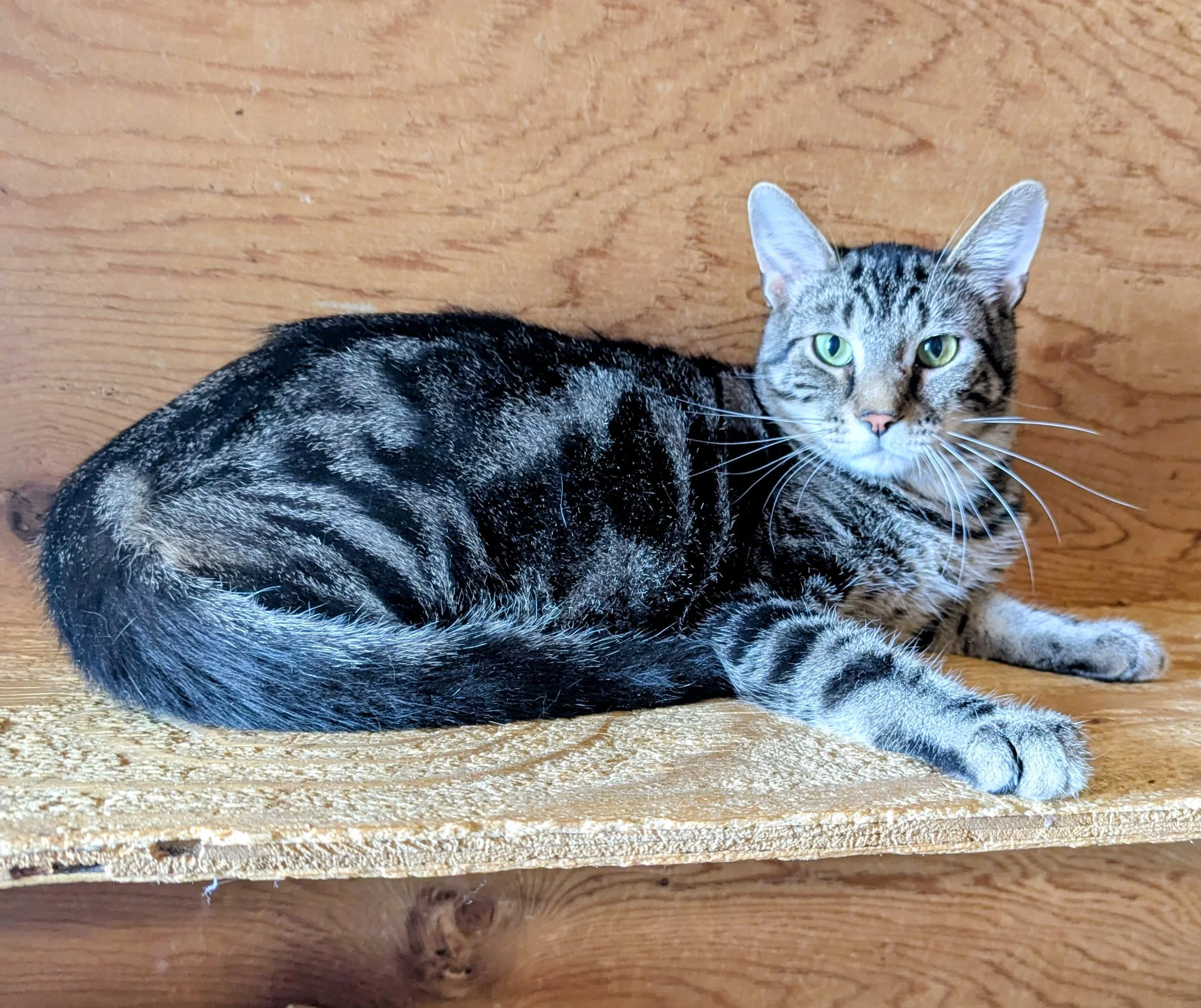 Chymba