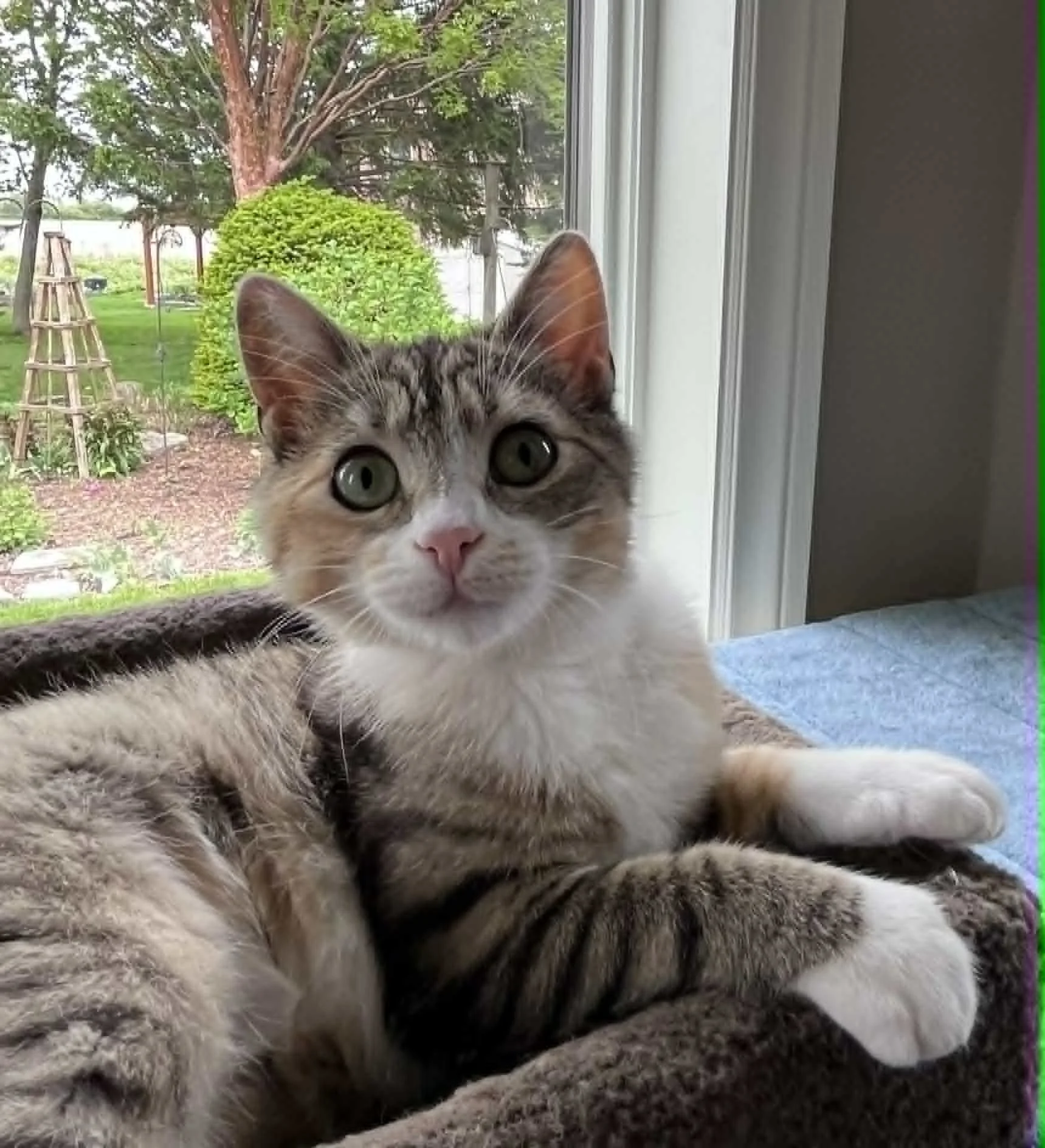 Pawlette