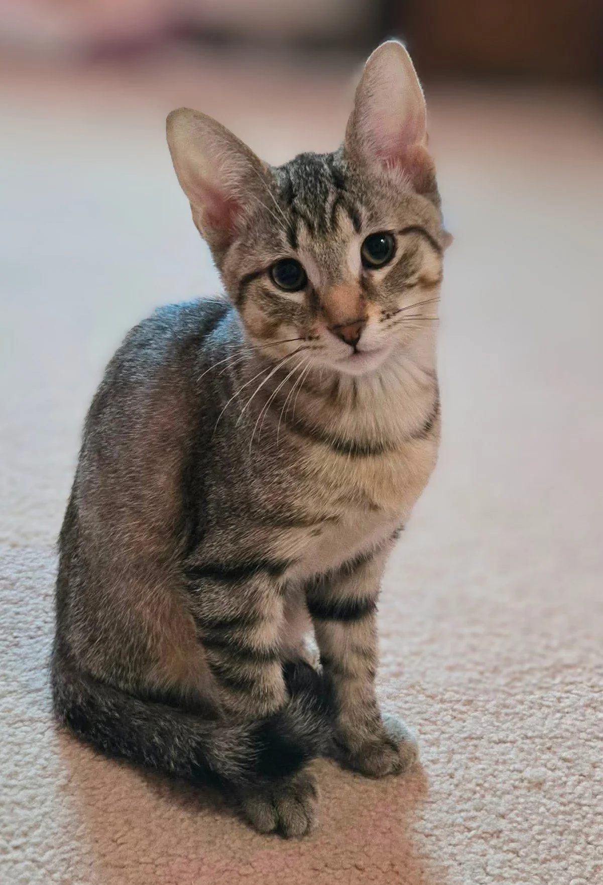 Purrogie