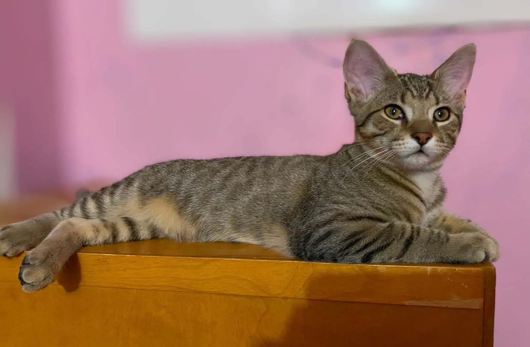 Purrchutto