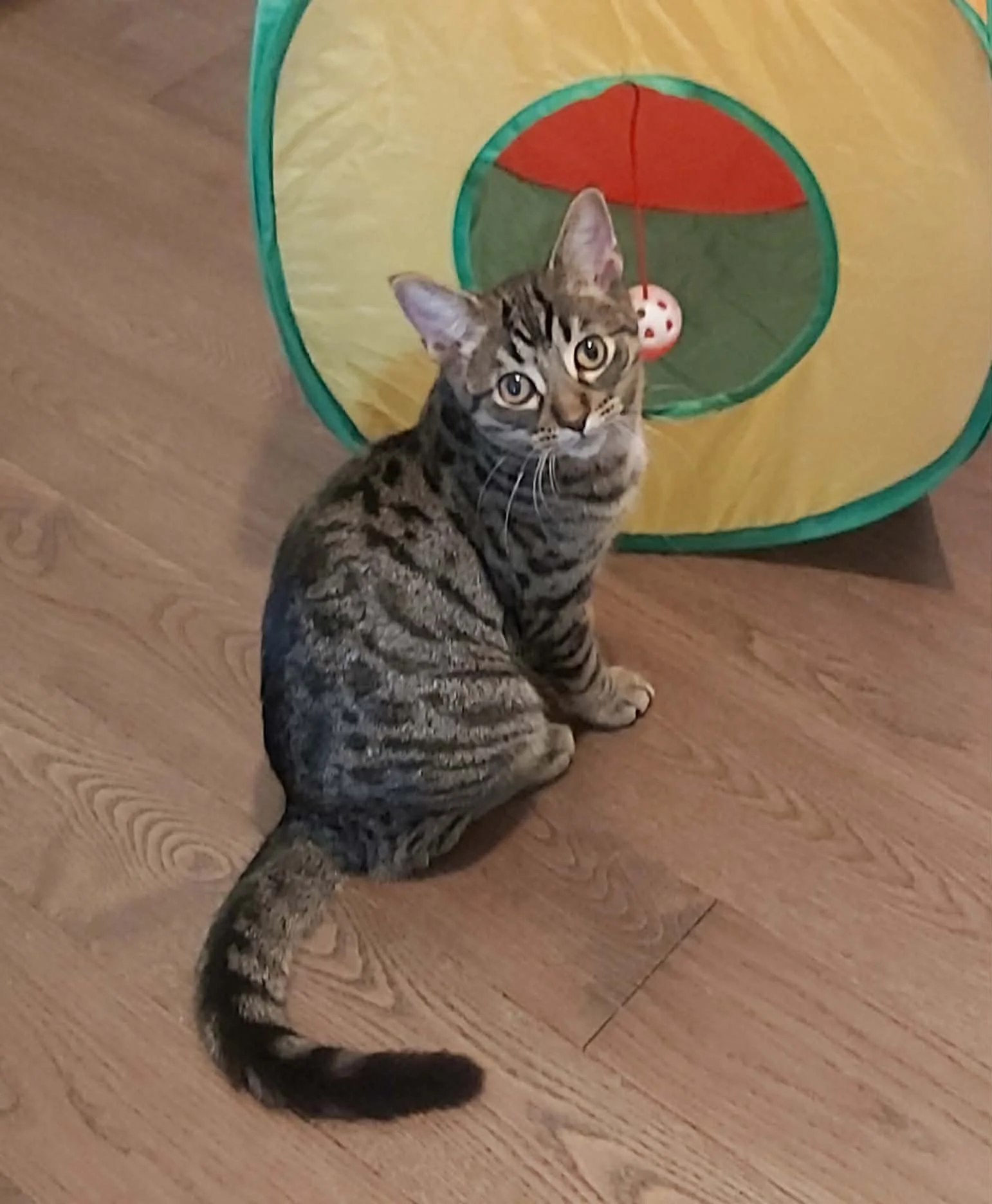 Venus