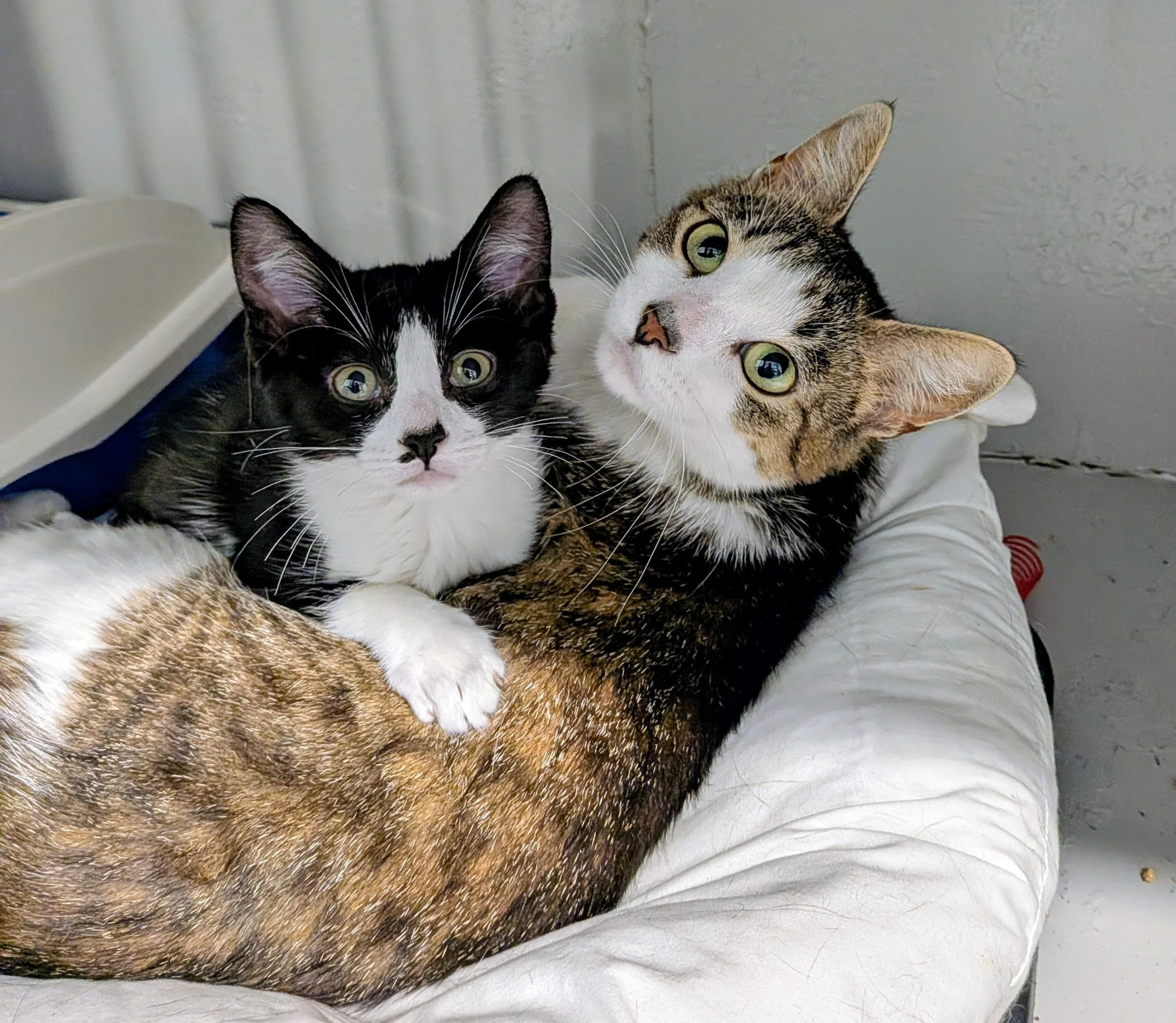 Shawnee and Starley