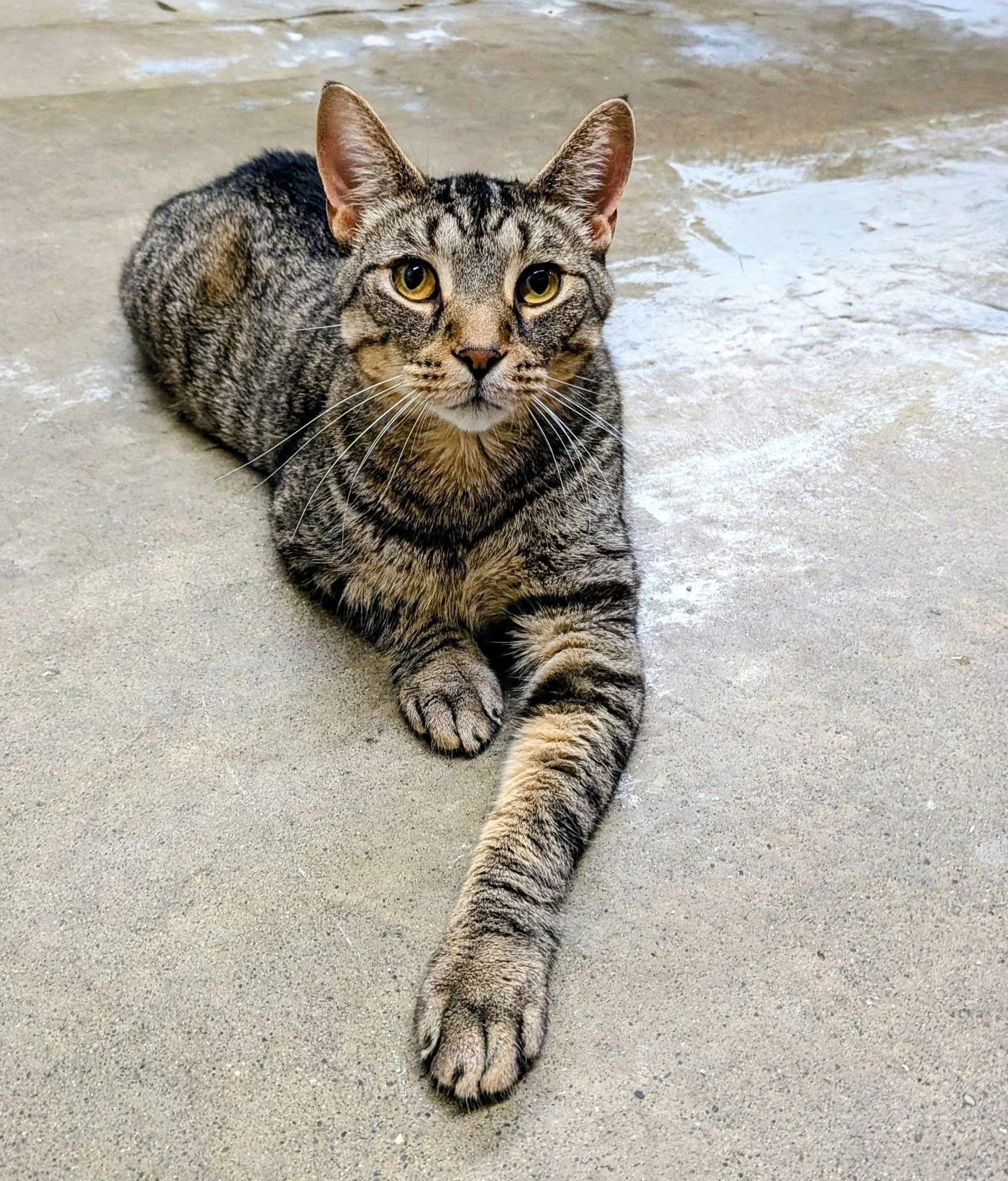 Taz